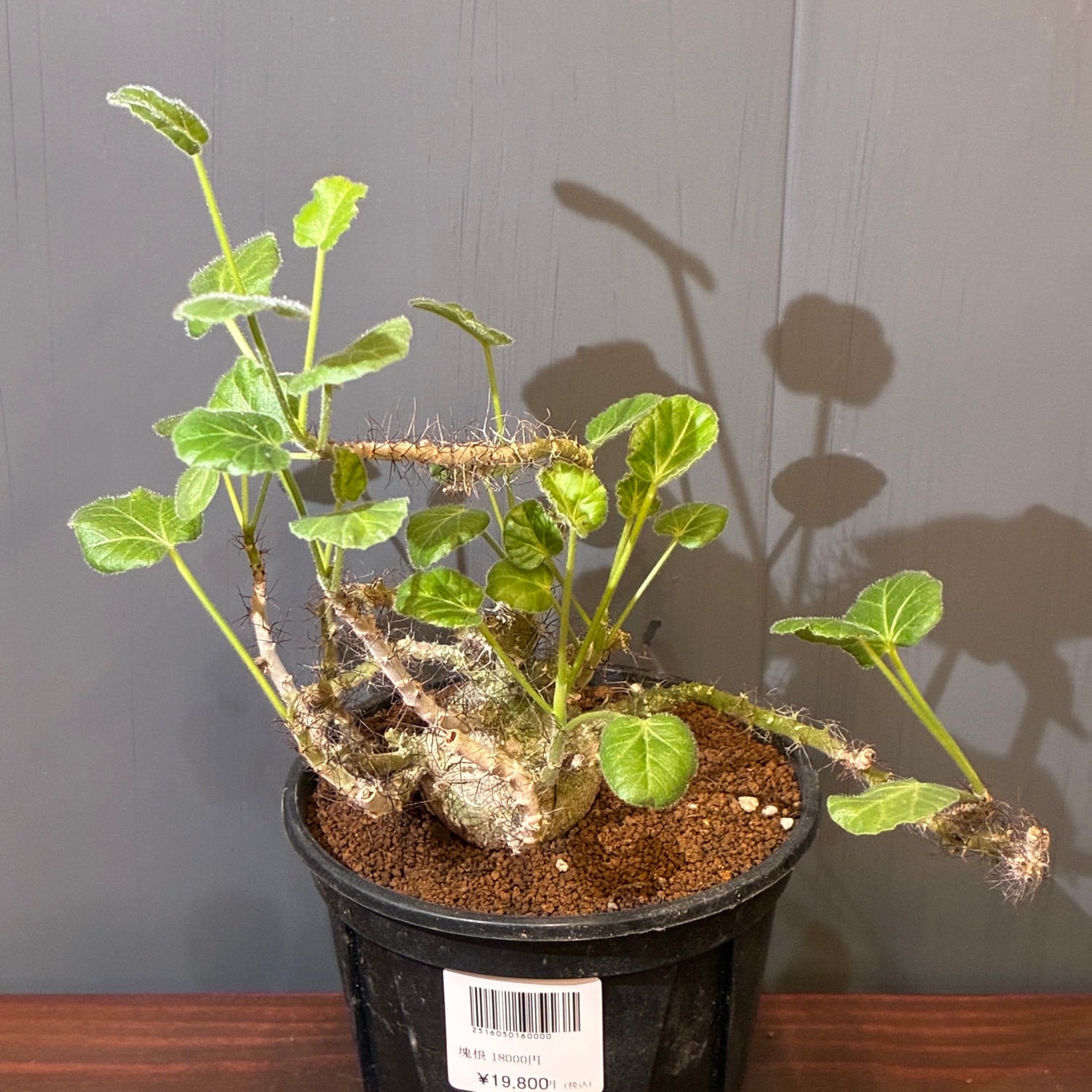 新着3日限定10%OFF】ヤトロファ マルギナータ【338】 | PROTOLEAF