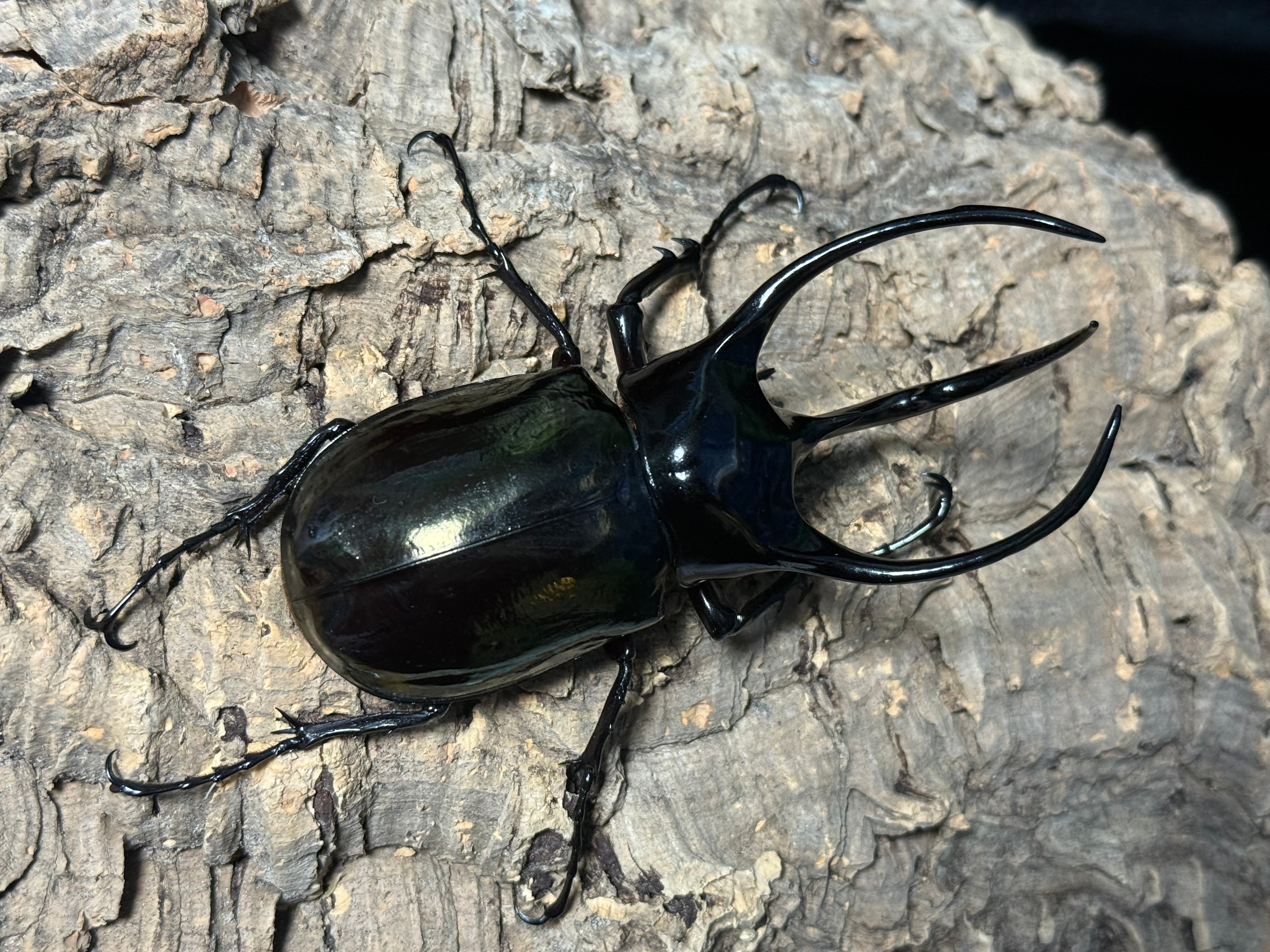 WD タイリクコーカサス ♂120mm ♀61mm ペア | BeetleHouse79