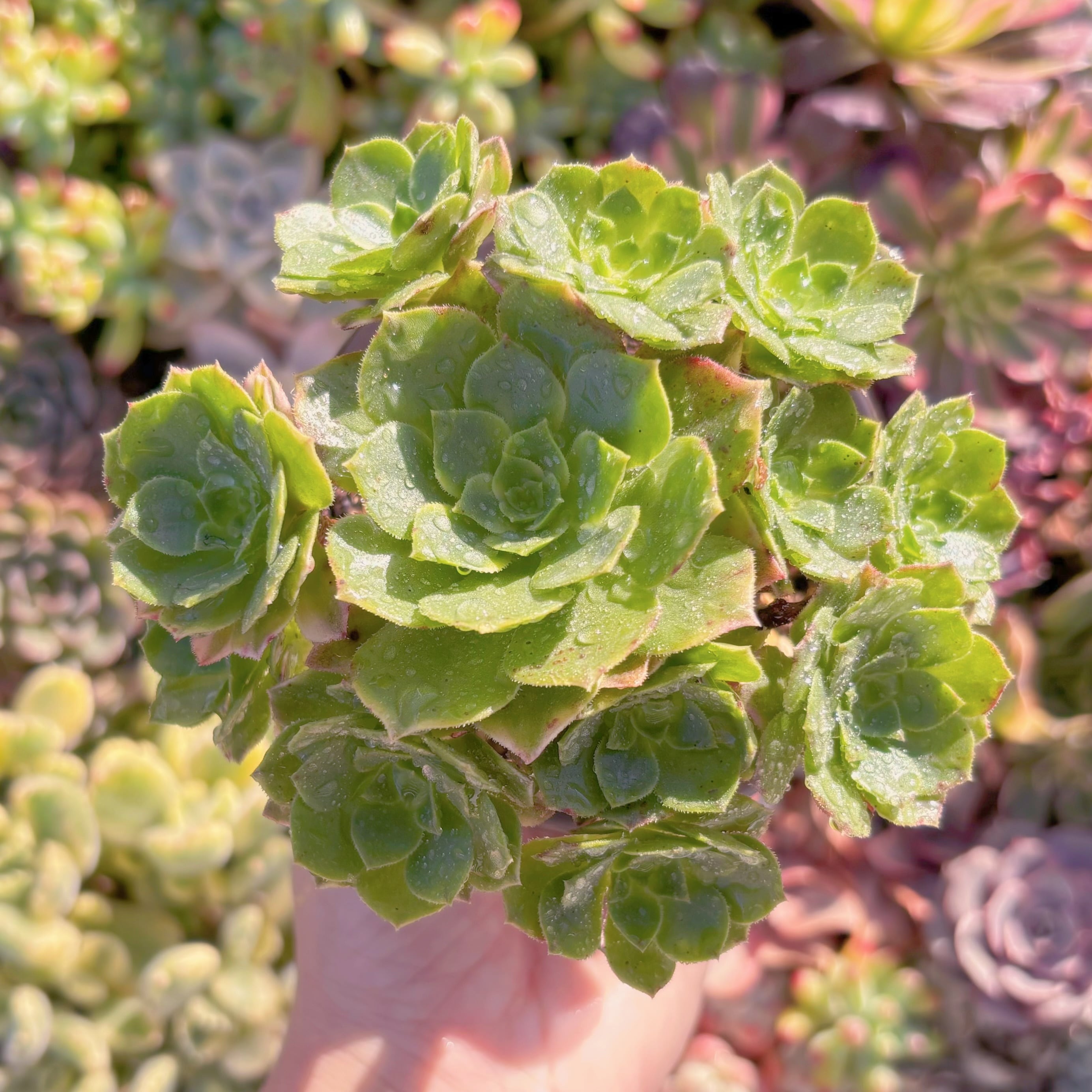 現品　海王#M096　群生　るる農園