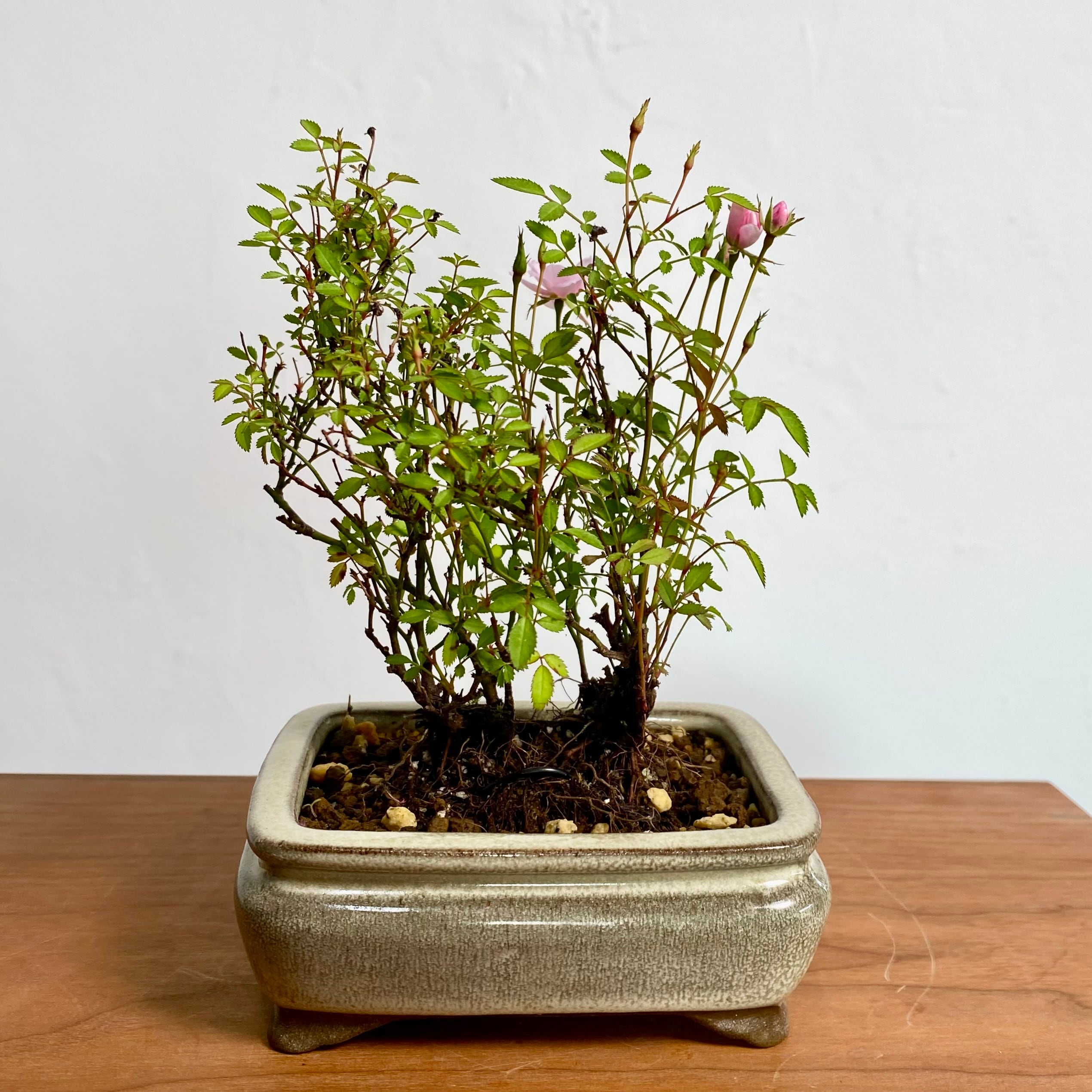 姫乙女 ヒメオトメ（バラのミニ盆栽）白長方鉢｜高さ 約18cm | BONSAI