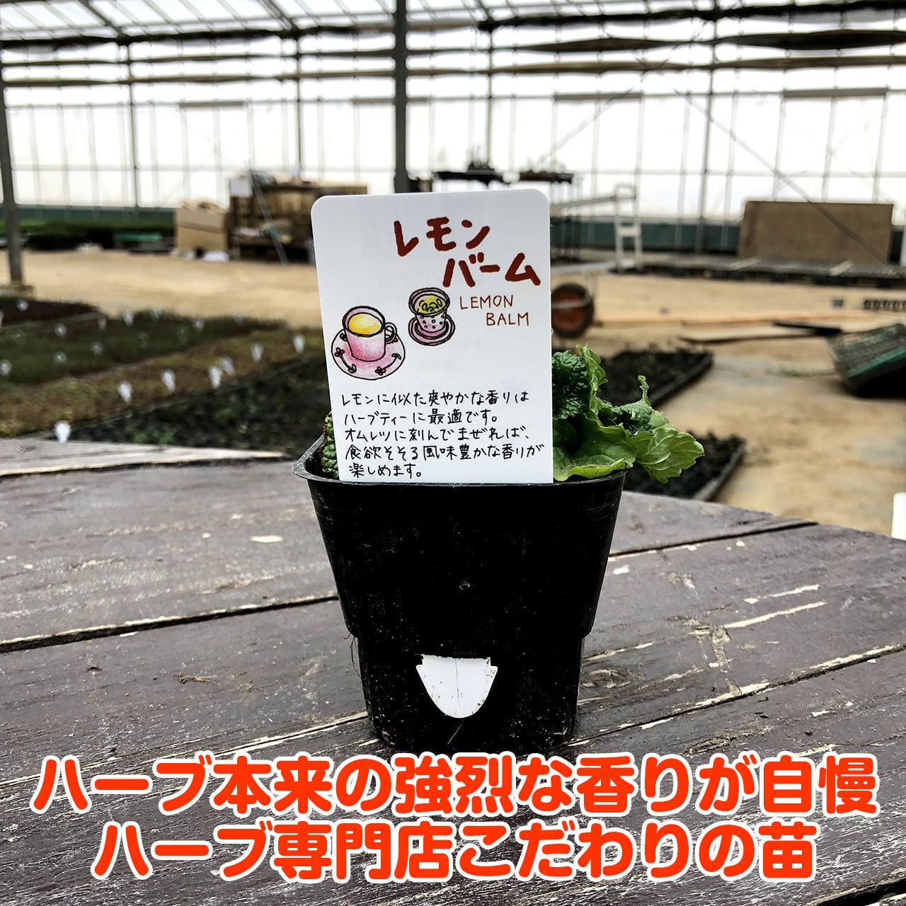 レモンバーム&エリゲロン　苗セット　オーガニック 楽天市場】【本日P2倍】 ハーブ 苗 セット レモンバーム 5個（ハーブ
