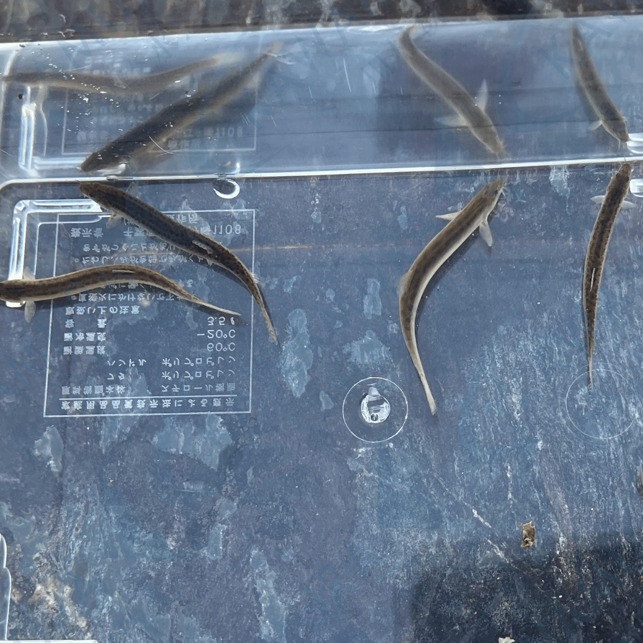 （淡水魚）ドジョウ　（1匹）【生体】