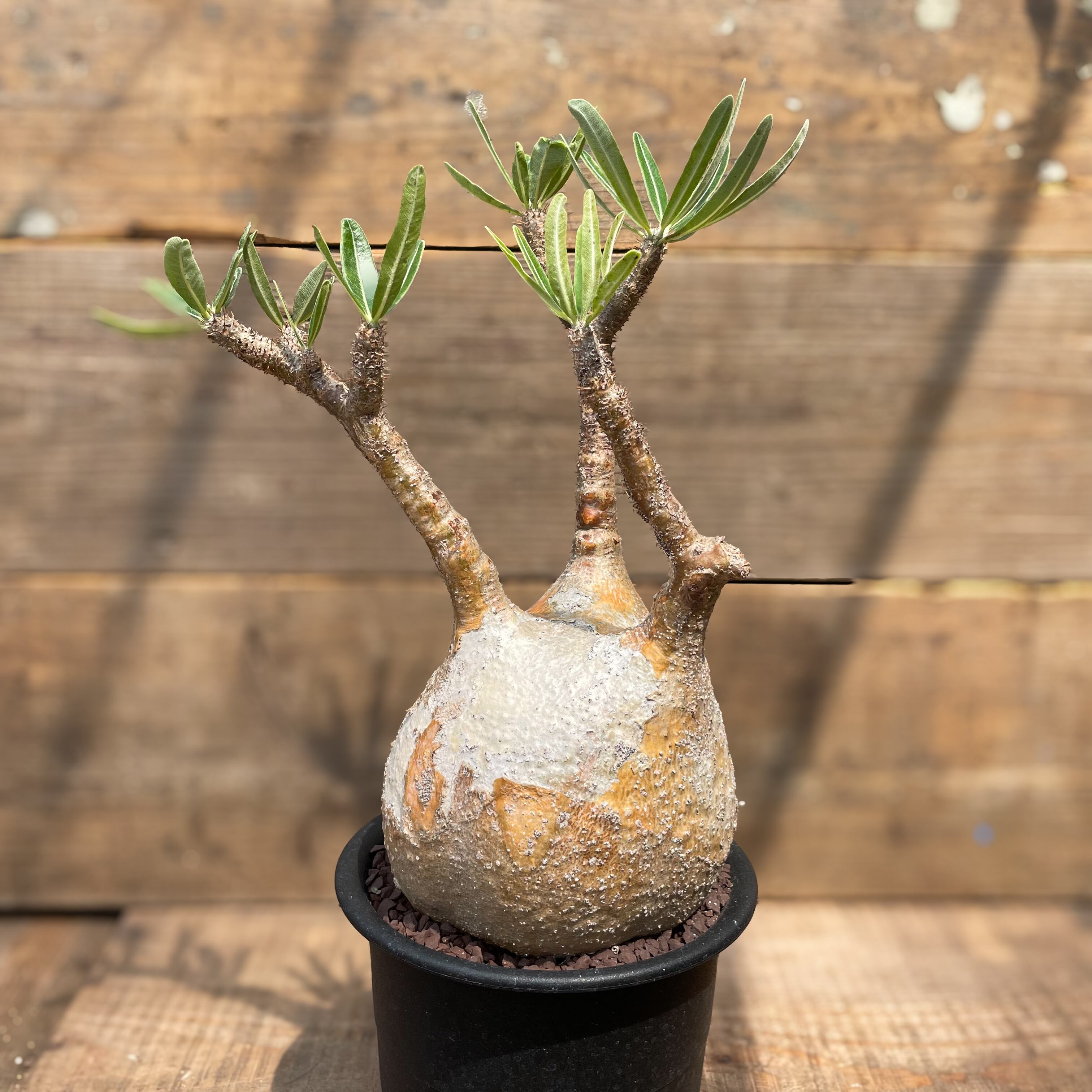 GIRUVI Pachypodium Gracilius グラキリス 五月蝿い