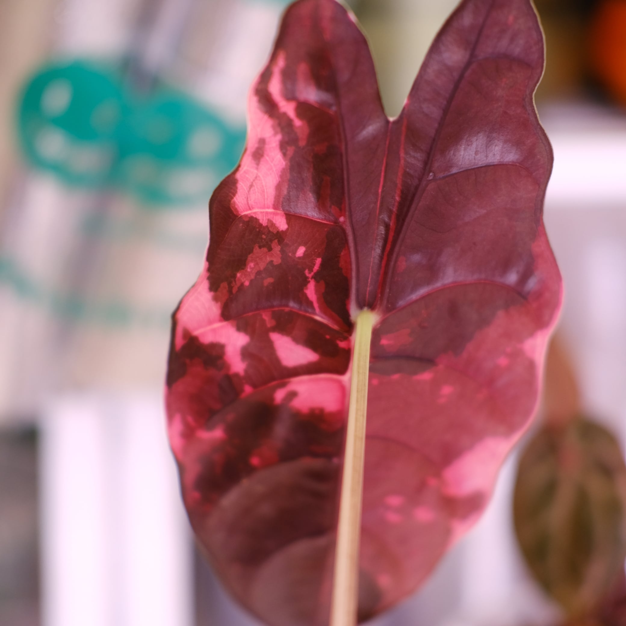 Alocasia chantrieri pink│アロカシア シャントリエリ ピンク⑦│観葉