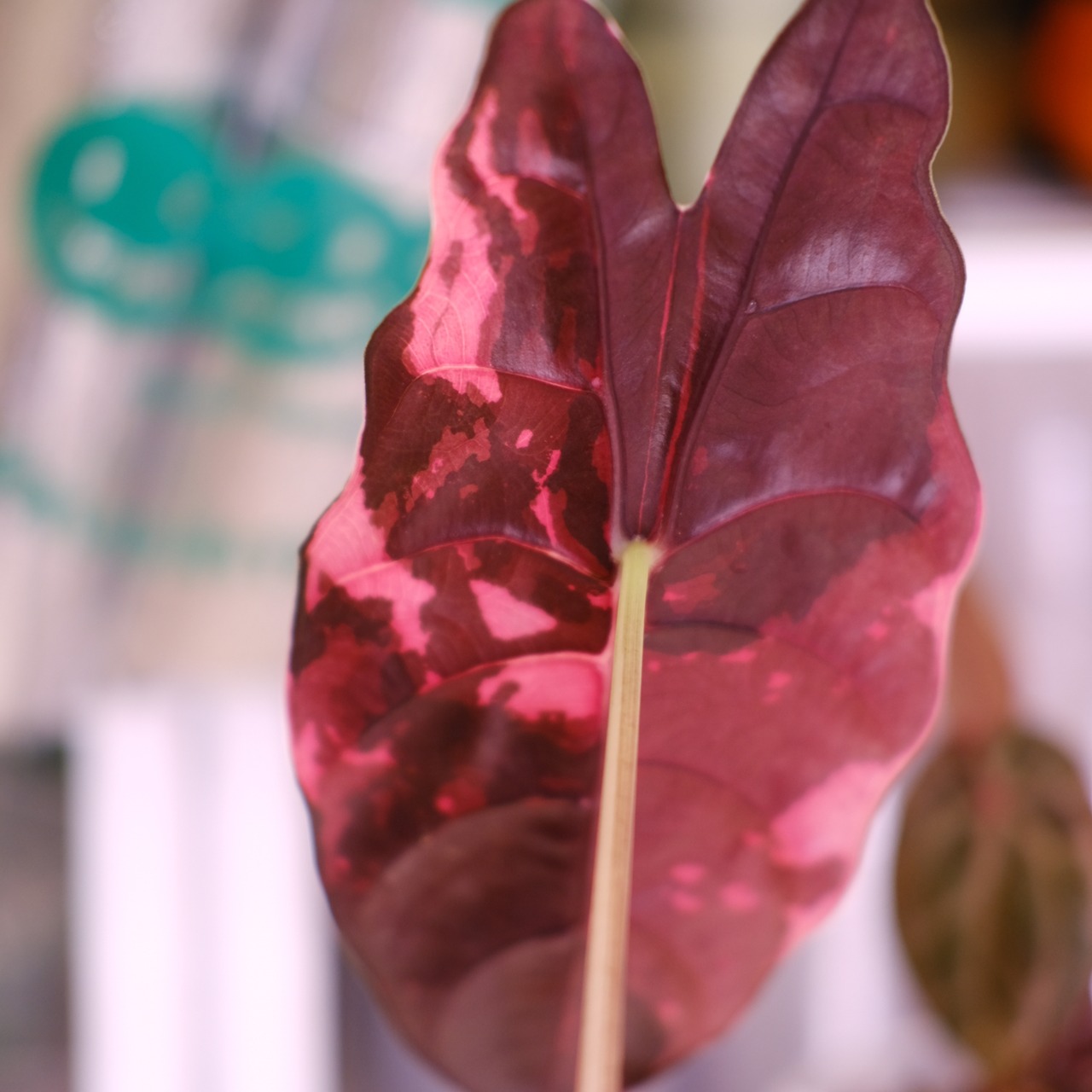 Alocasia chantrieri pink│アロカシア シャントリエリ ピンク⑦│観葉植物
