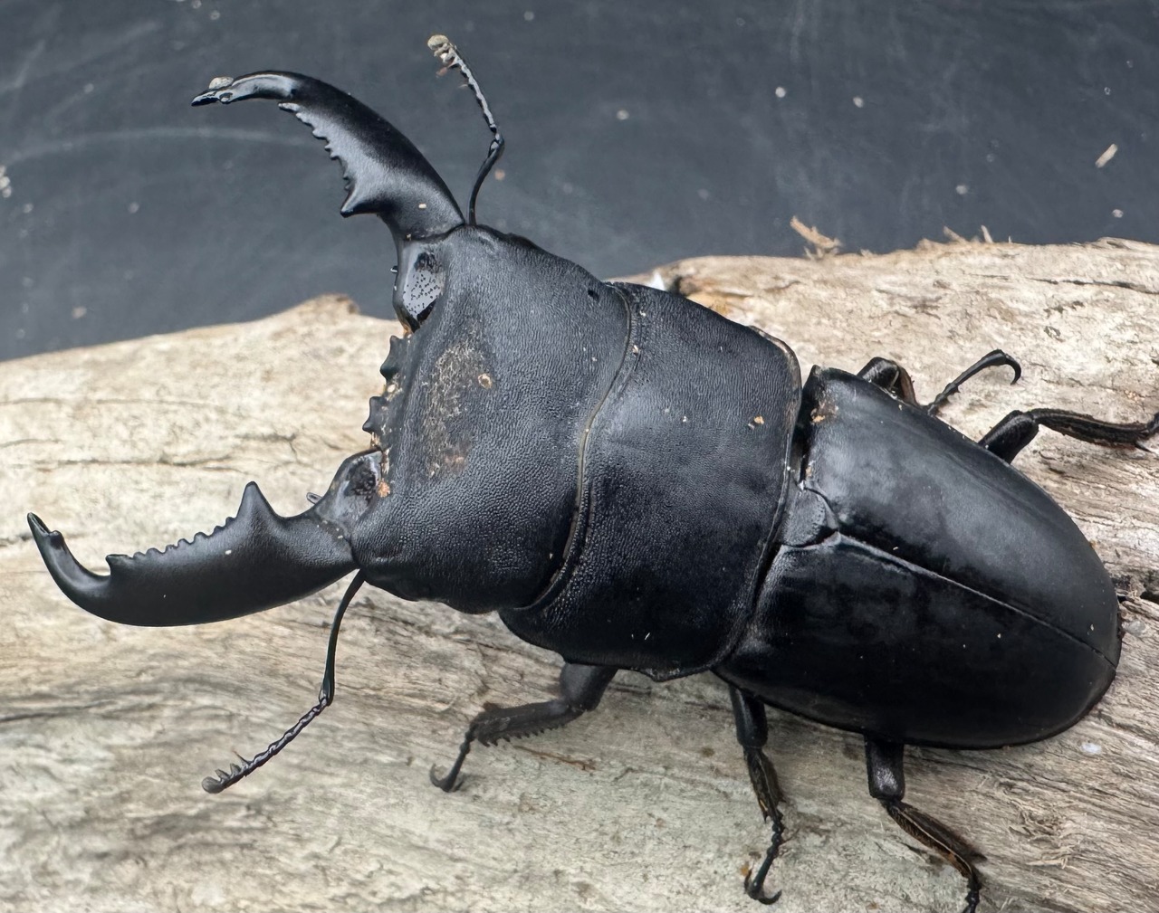 【WD】《東ペレンヒラタクワガタ 70mm ペア》