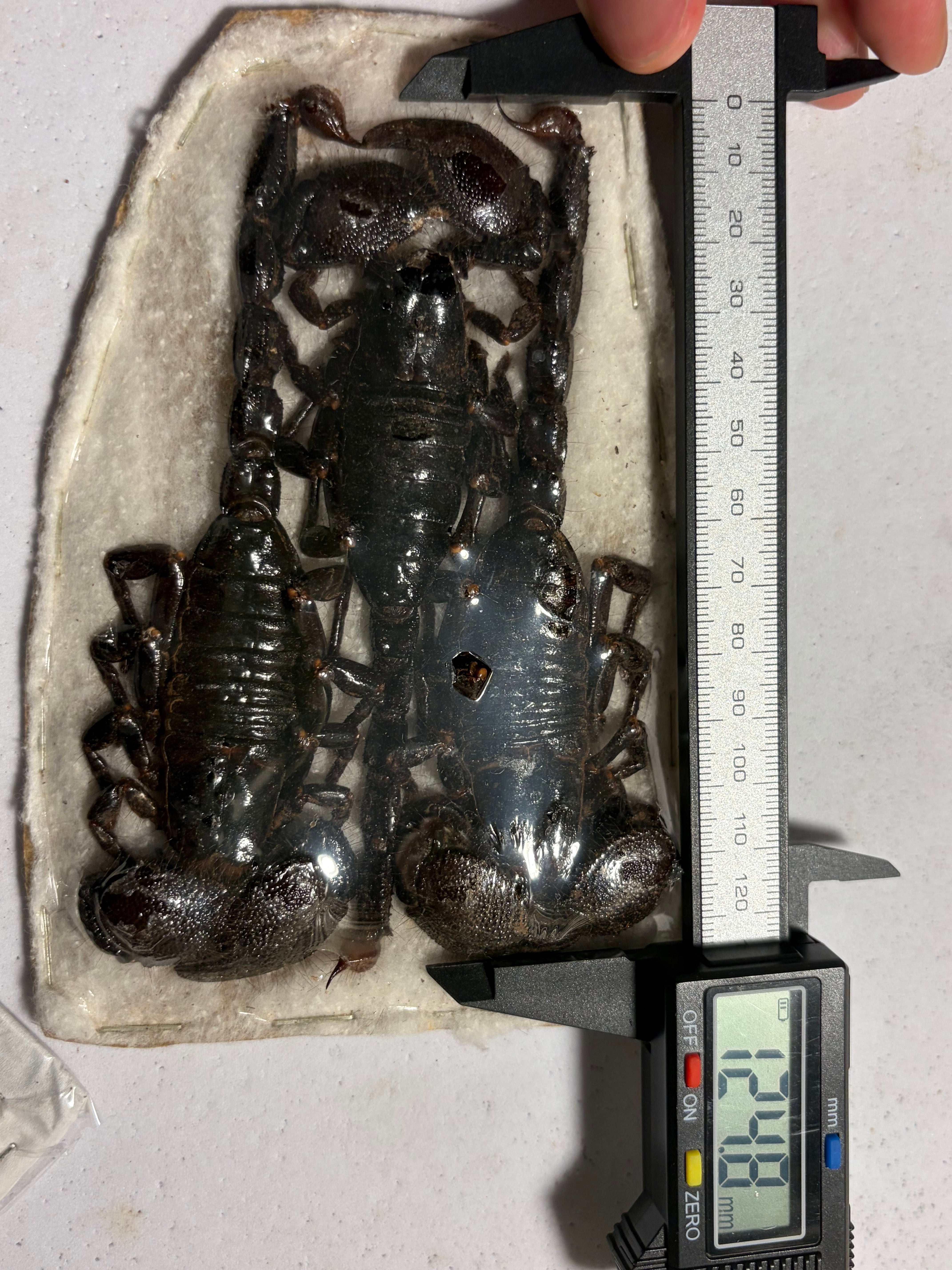 蠍煙草厳禁】ダイオウサソリ3匹setの標本 タランチュラムカデ奇蟲