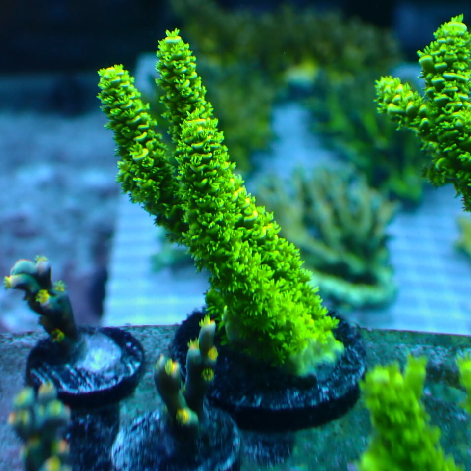 Nyos FLOATING FISH TRAP （魚捕獲機） | HOUSE REEF(ハウスリーフ