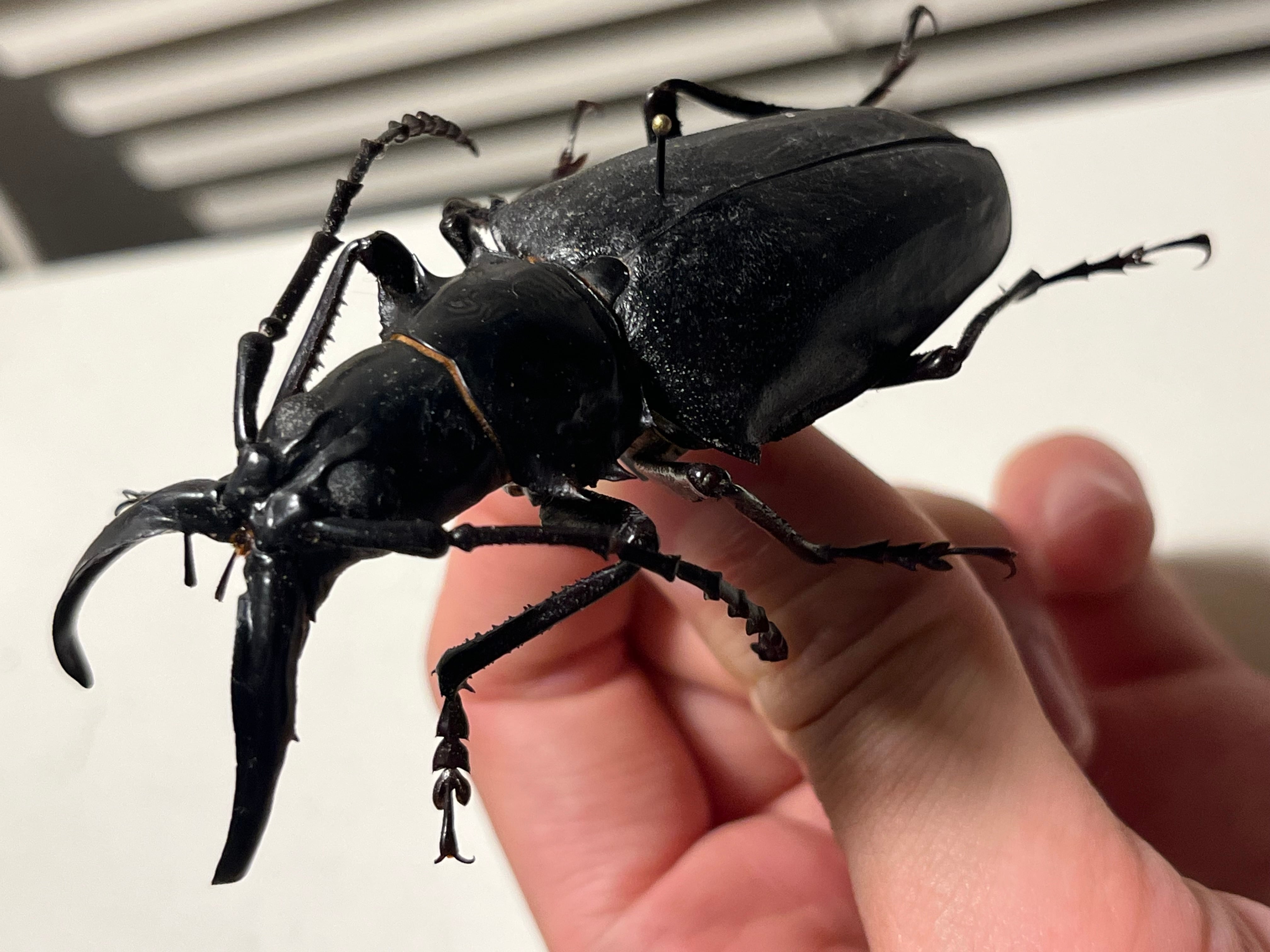 80mm】シャムオオキバノコギリカミキリムシ オサムシタガメ