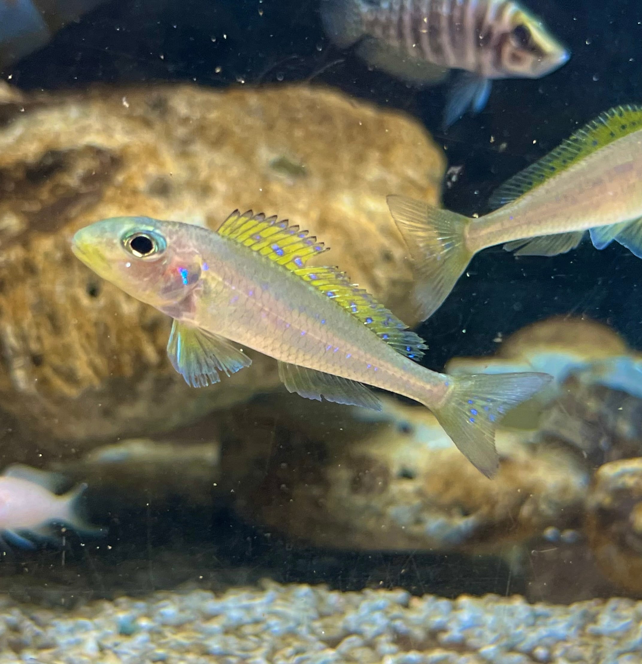 アフリカンシクリッドタンガニーカ | アクアショップあんじゅ