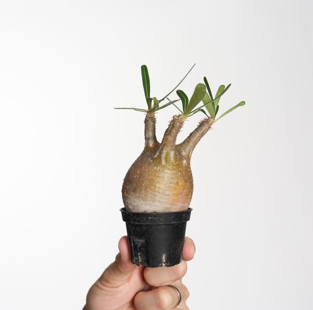 パキポディウム グラキリス no.3〈発根済み〉