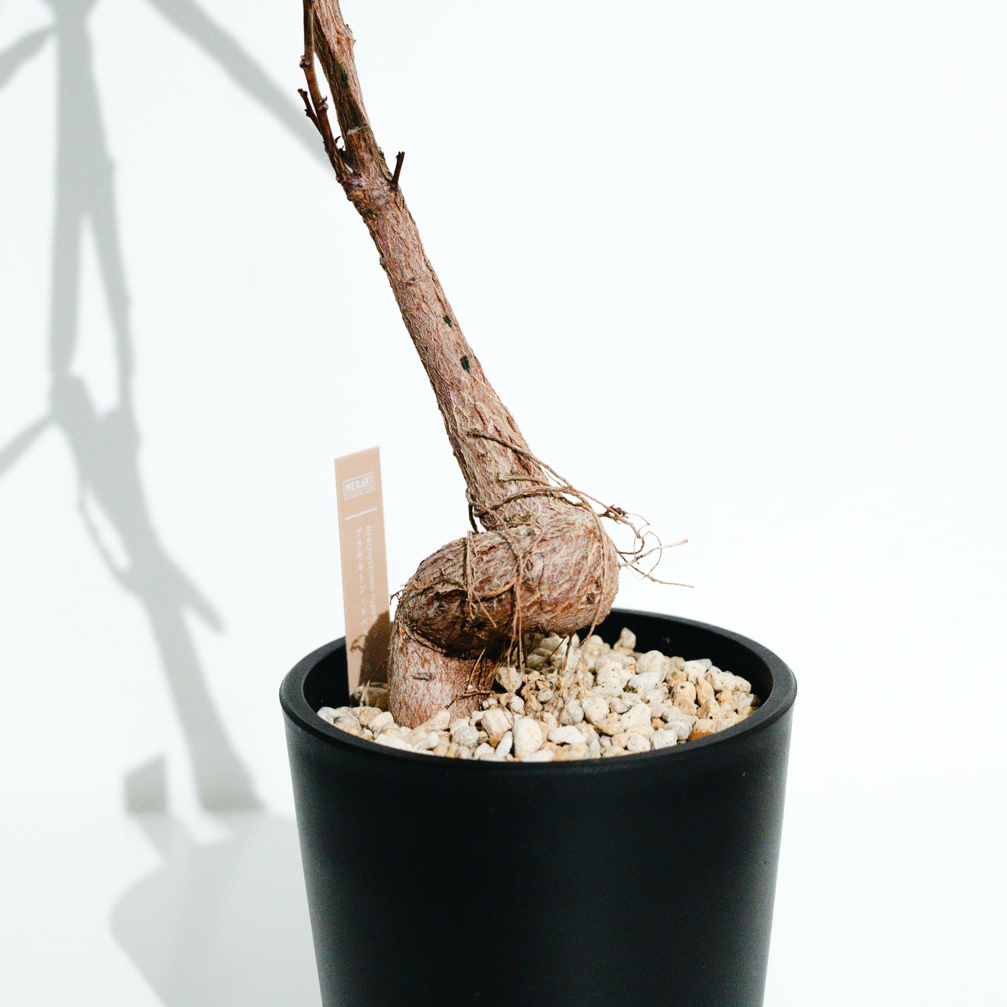 ボトルツリー（Brachychiton rupestris）_251028 | MERAKI