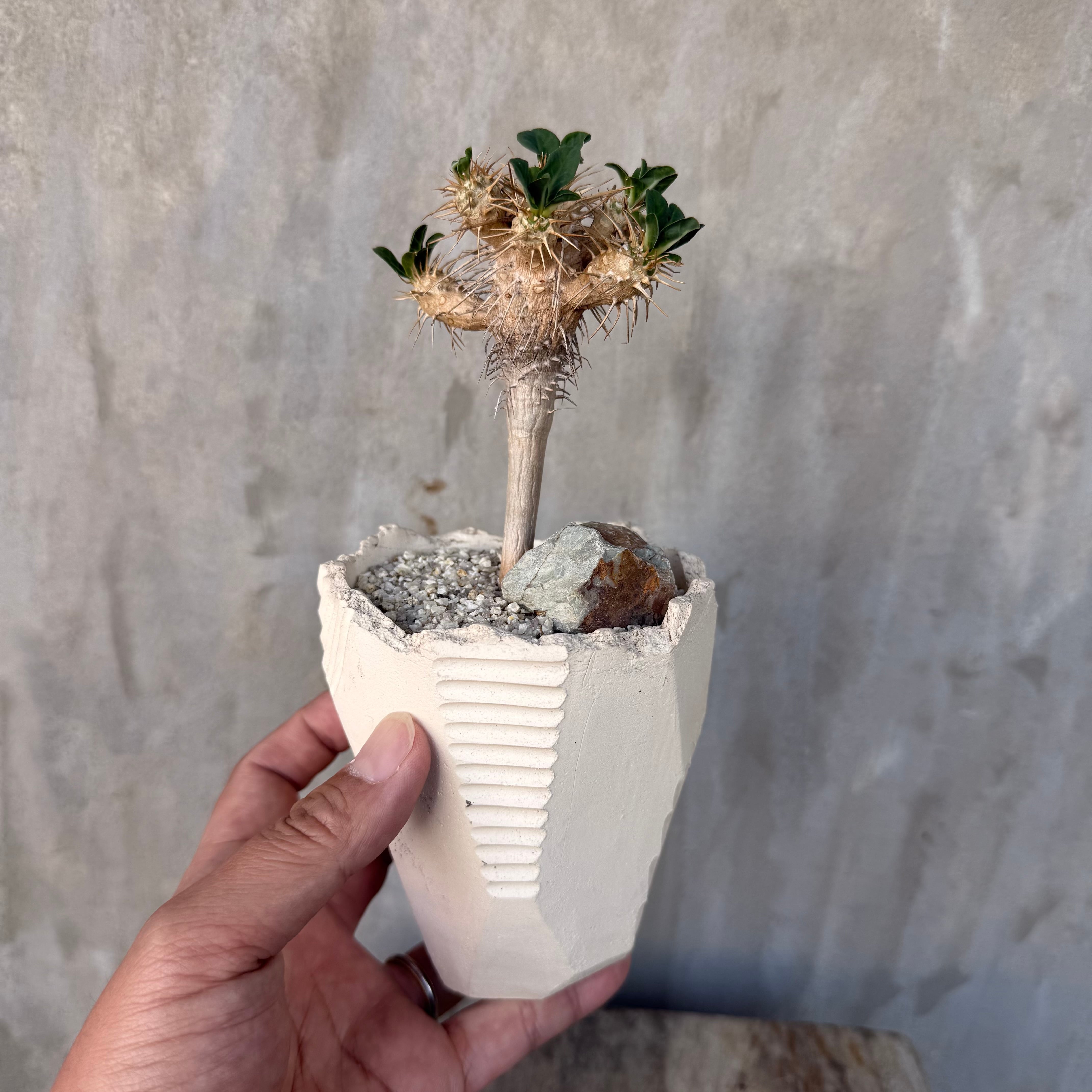 植物鉢】新色！ Valiem GHOST（WARP / XSサイズ）単品（サンドベージュ