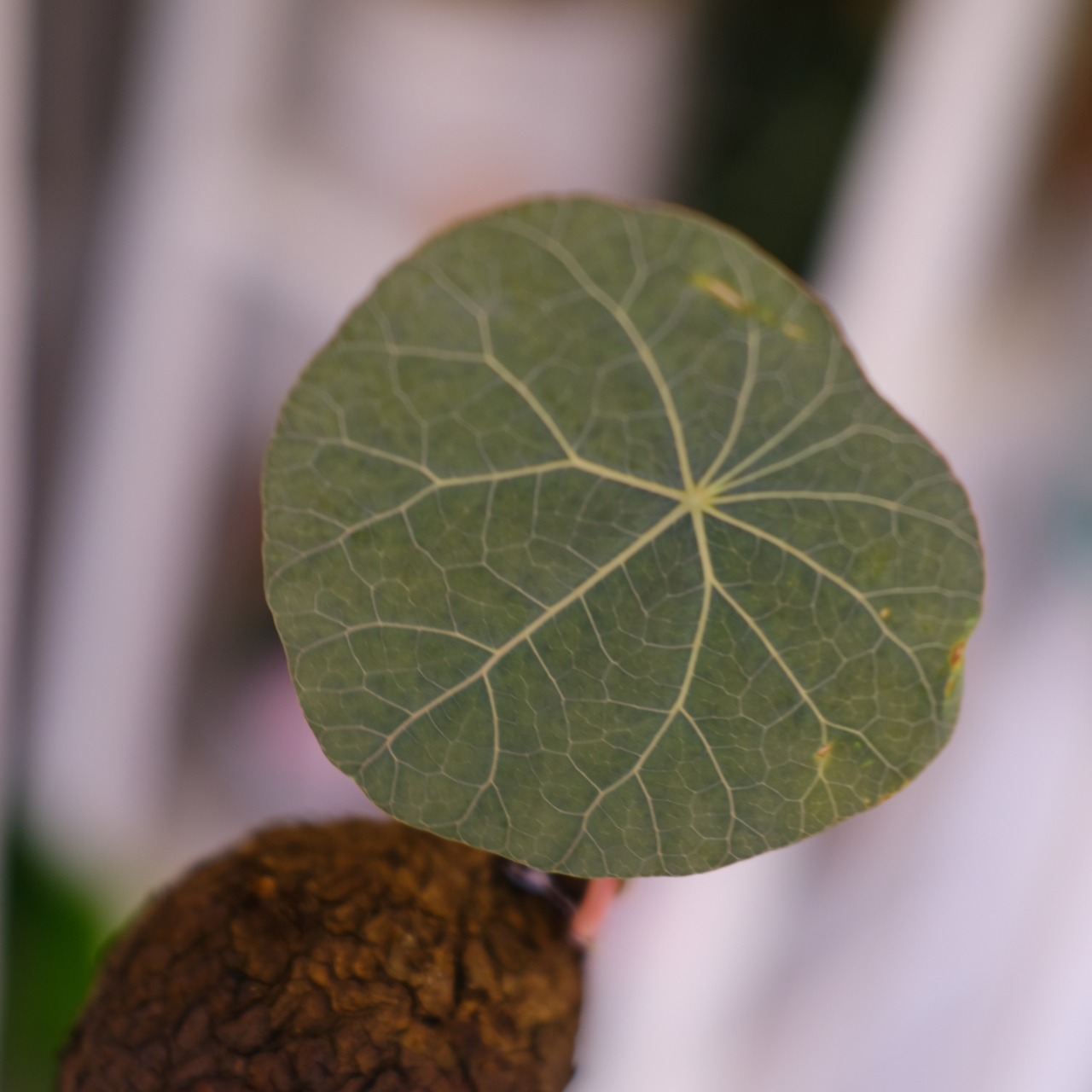 Stephania kaweesakii│ステファニア カウィーサキー③│観葉植物