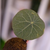 Stephania kaweesakii│ステファニア カウィーサキー③│観葉植物