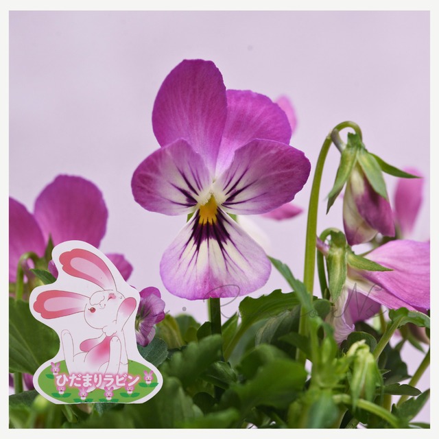 見元園芸オリジナルビオラ：ひだまりラビン（3.5号）見元園芸　ビオラ　ラビットシリーズ　 バニータイプ　ローズピンク　ピンク