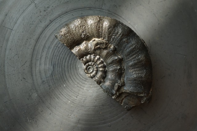 イギリス産黄鉄鉱化アンモナイト  Pyritized Ammonite 2313