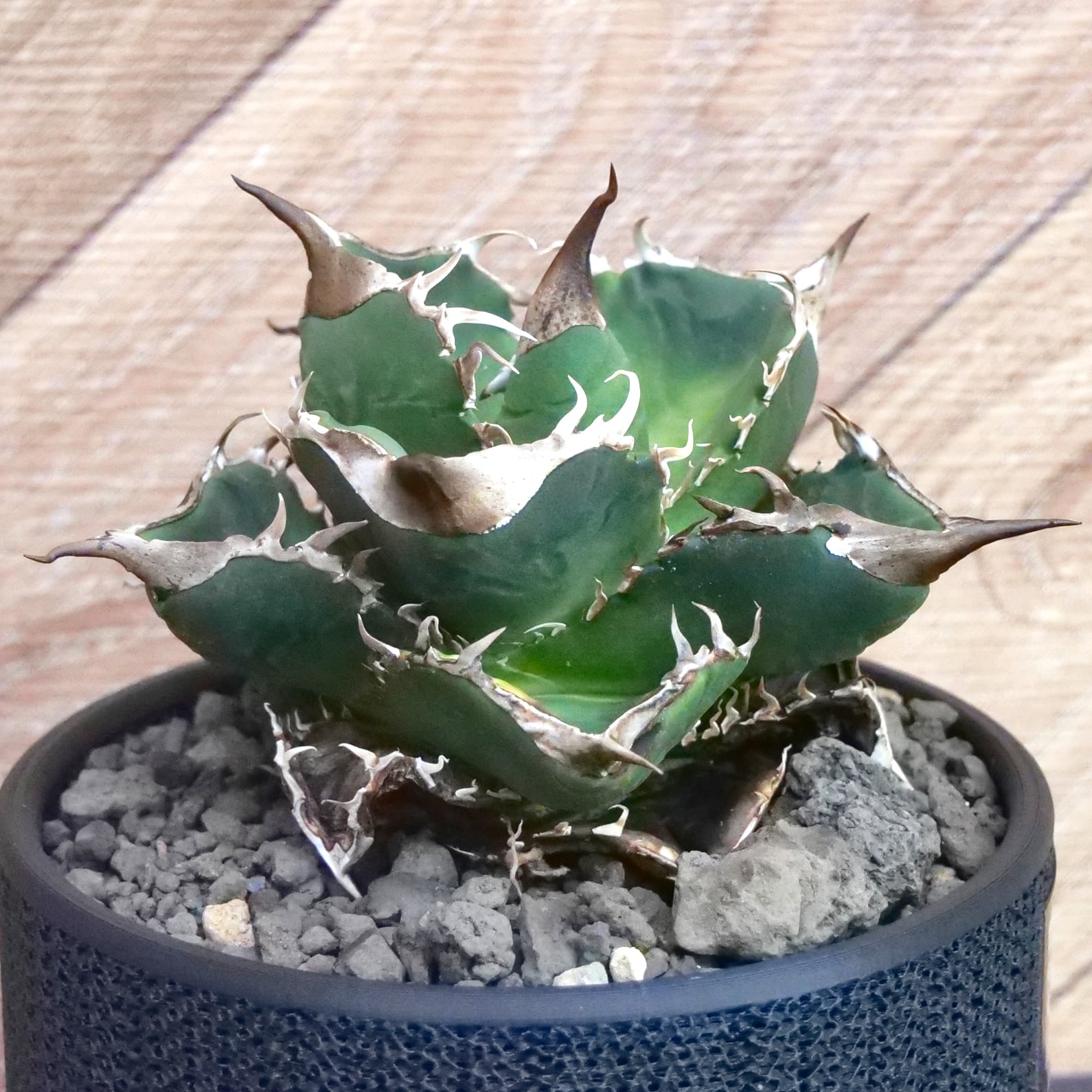 Agave Titanota 緑幽霊 (Green Ghost) アガベ チタノタ / 中株(4号鉢