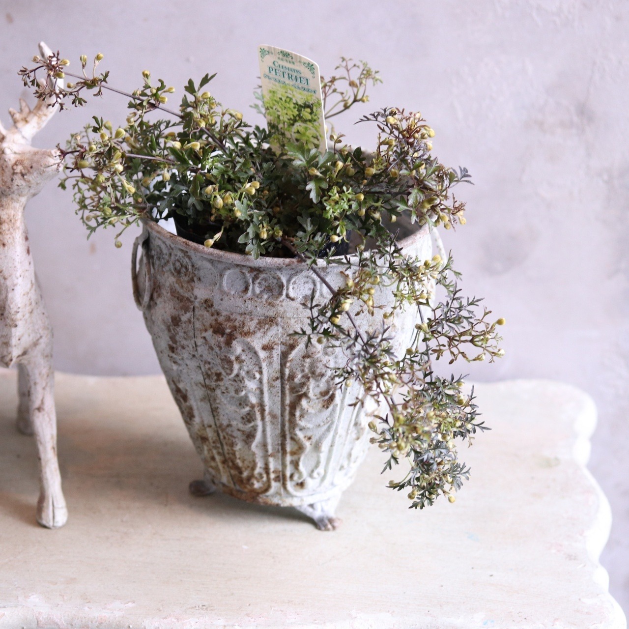 クレマチスペトリエ　ライムグリーンのお花　宿根草　常緑