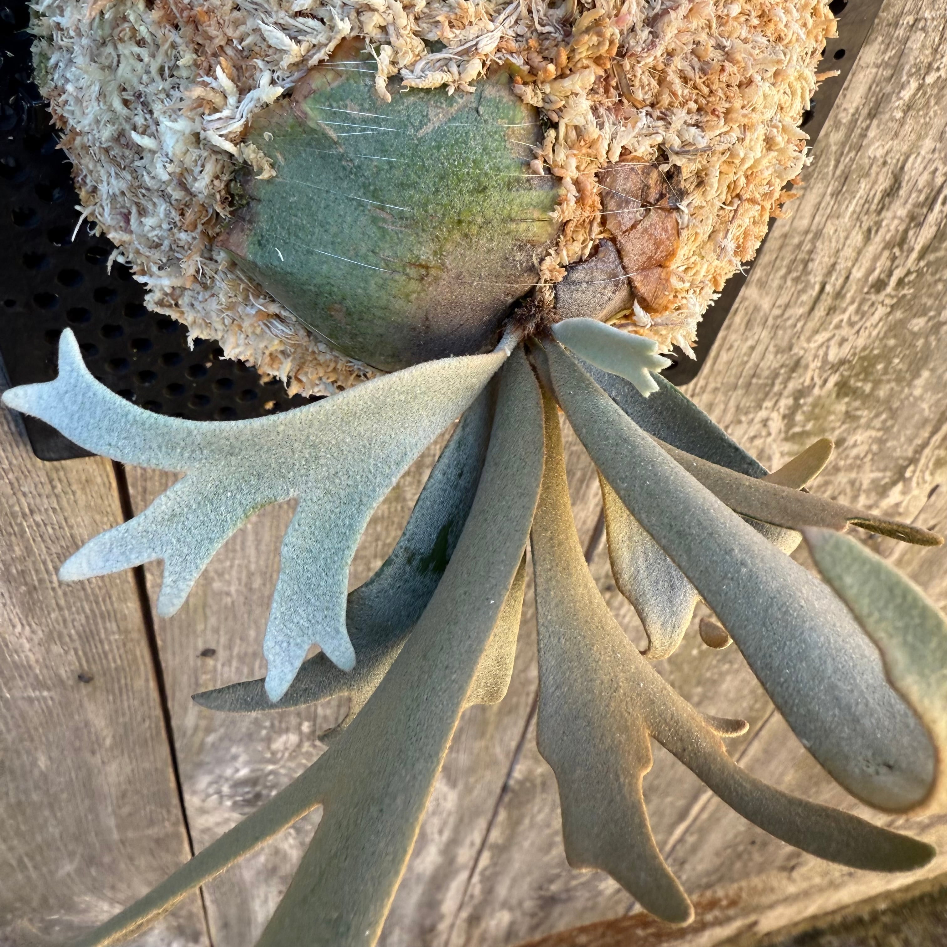 P. willinckii watchara sporelings dwarf (pup) | naturefix