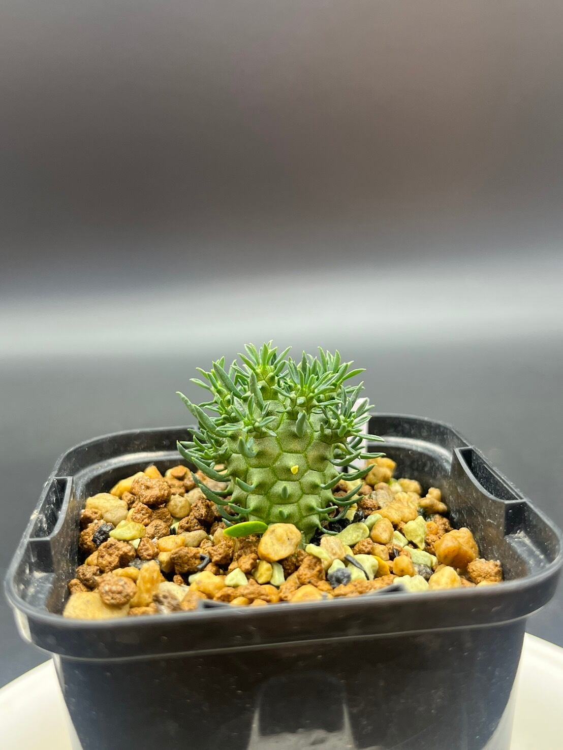 スプレッサ ユーフォルビア | Le Norte 実生植物専門店