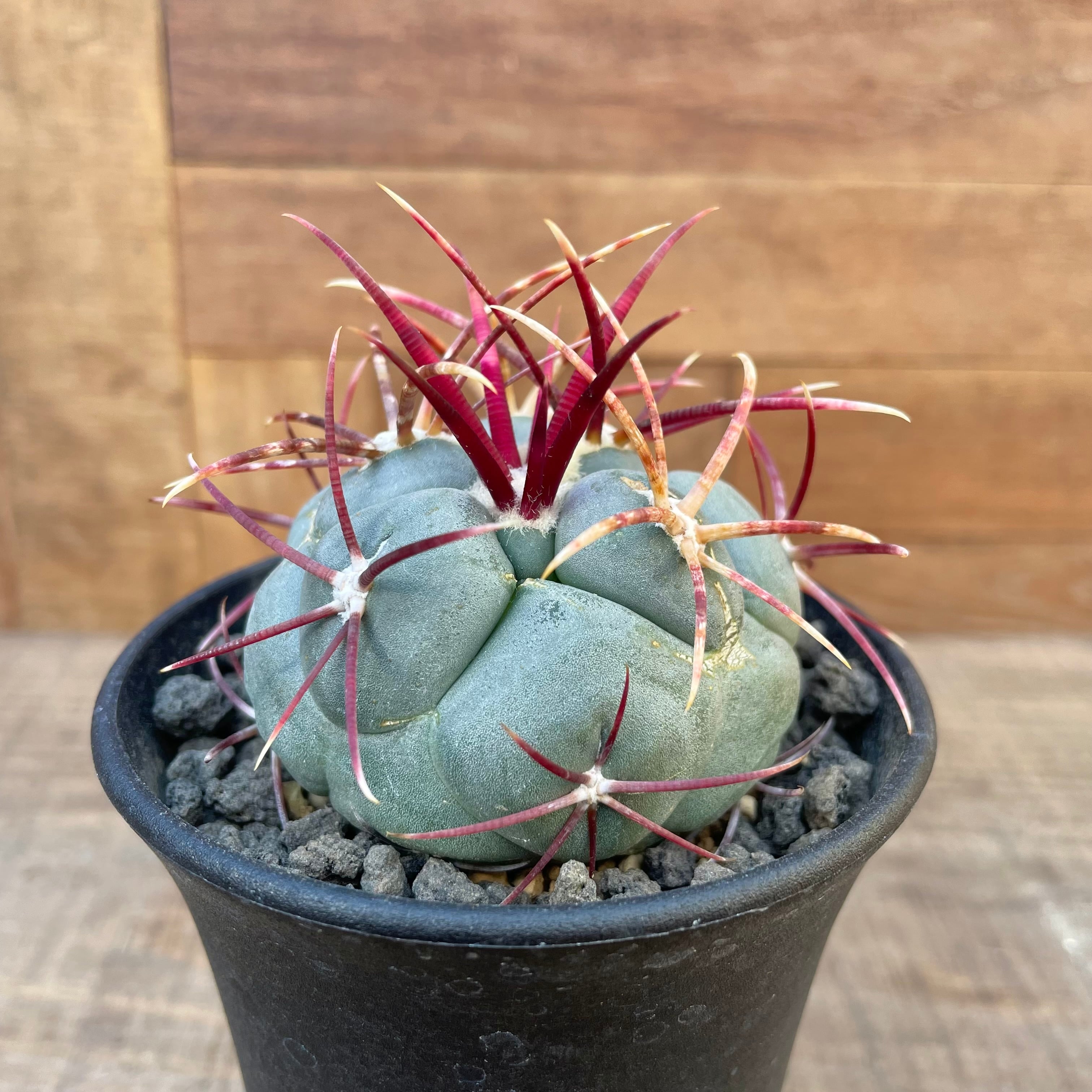 Thelocactus hexaedrophorus v. fossulatus【テロカクタス・緋冠竜 