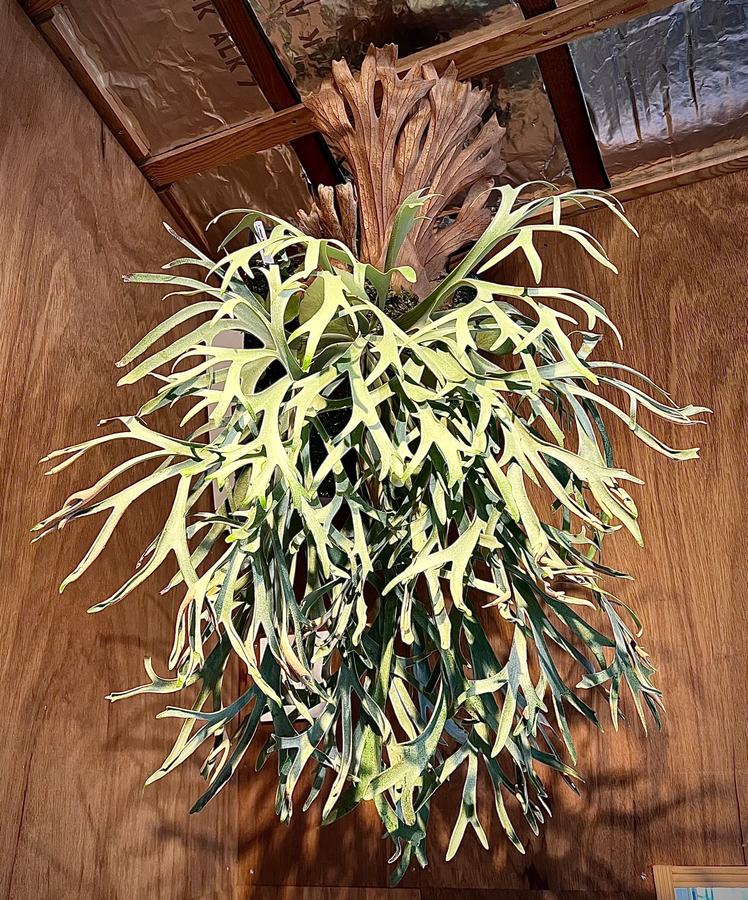 ビカクシダ・ドイトン P. 'Doi-tung' ビカクシダ 'ドイトン' | vandaka plants