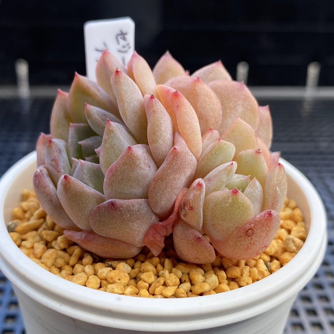 ゼリーアイスローズ カット苗 多肉植物 美苗 群生 | Pay ID ゼリーアイスローズ カット苗 多肉植物 美苗 群生 | Pay ID