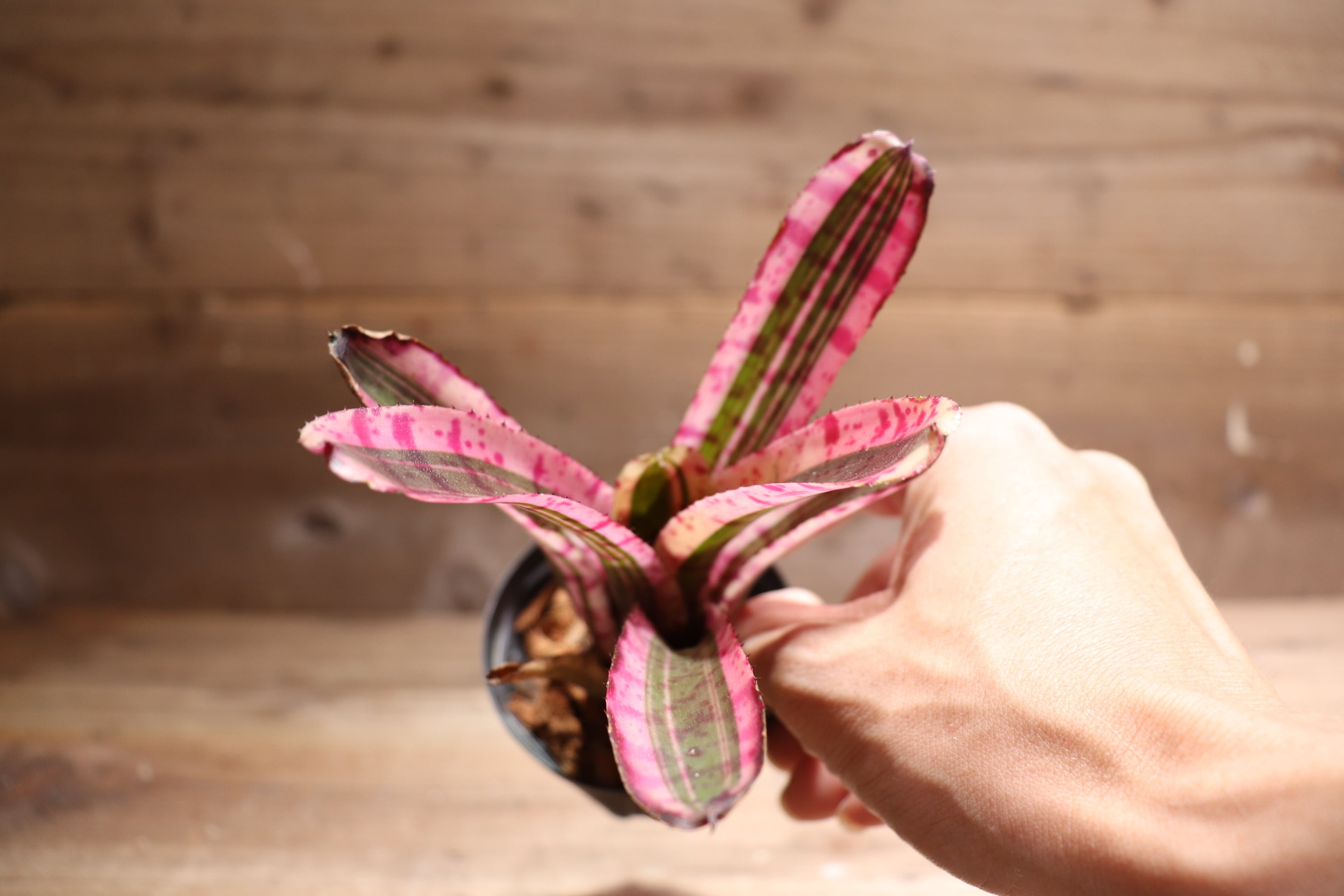 送料無料】Neoregelia 'Star Fire'〔ネオレゲリア〕現品発送N0188