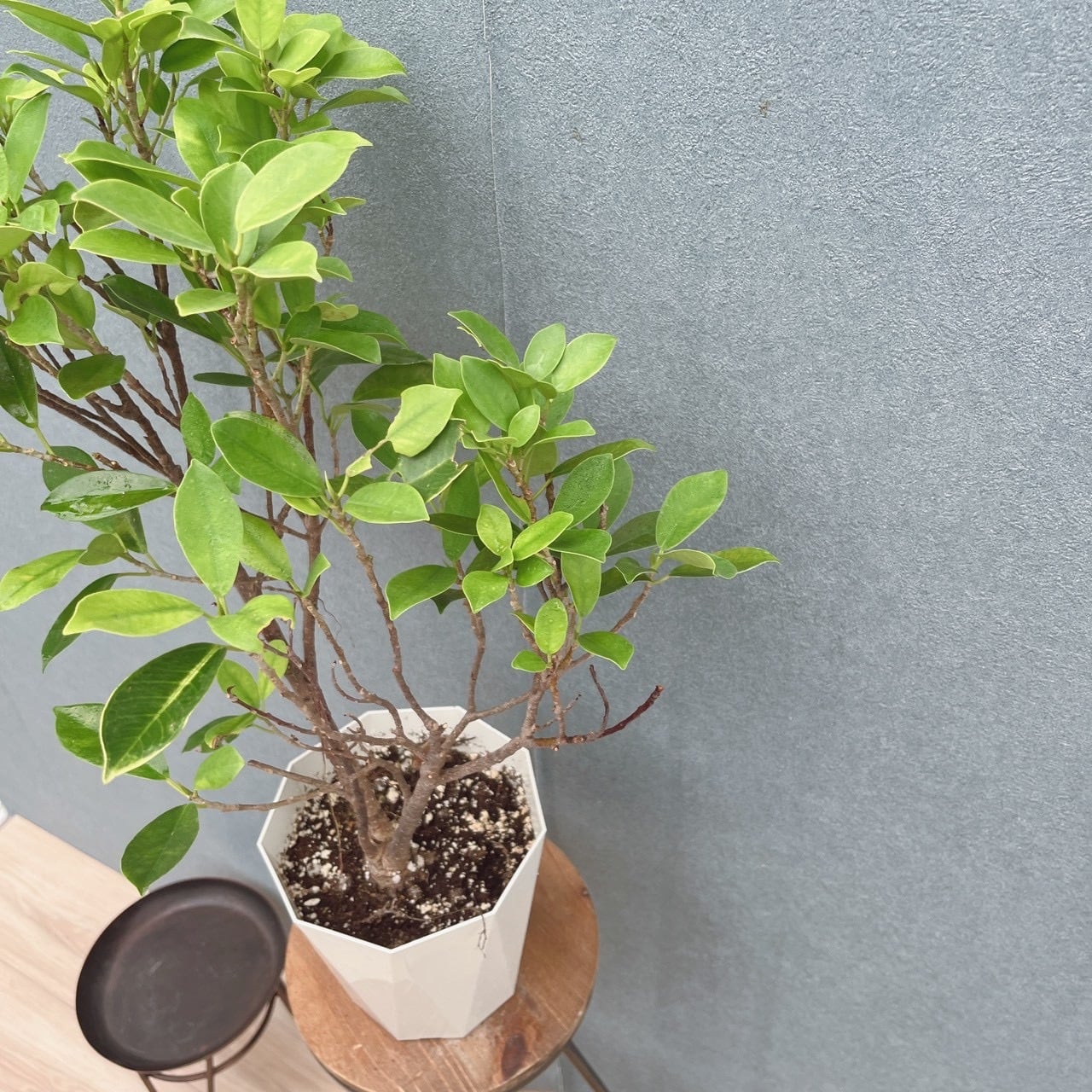 現品］【希少】96番 黄金ガジュマル 5号 観葉植物 室内 レア ゴムの木