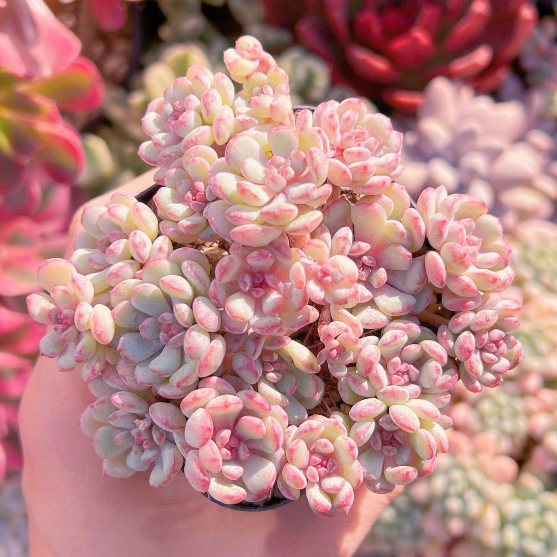 現品　萌豆#820   るる農園