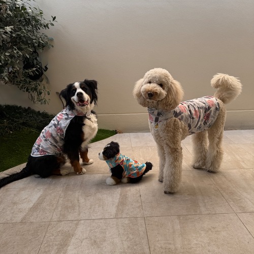 クールDOGウエア  XS/ S/ M