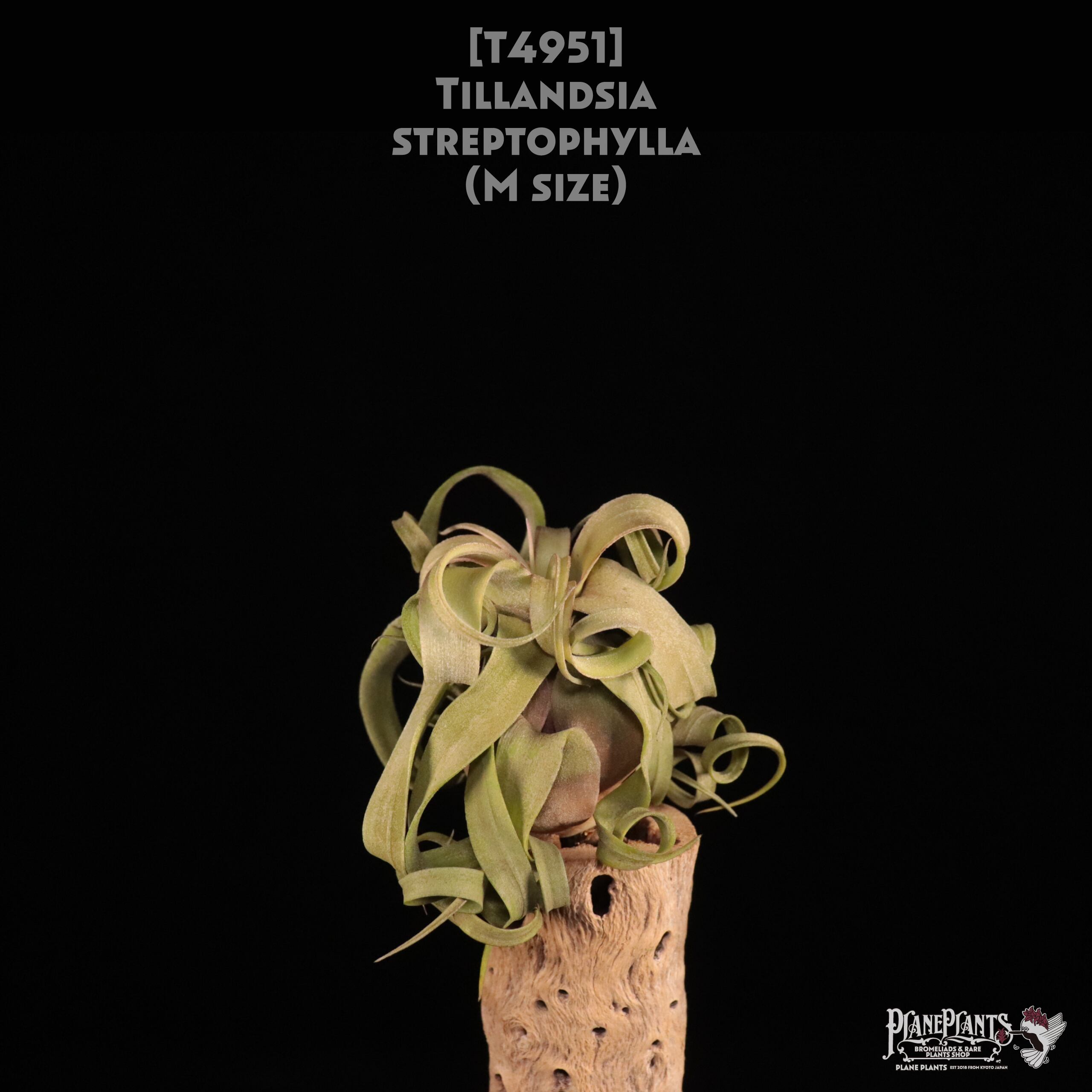 【送料無料】streptophylla M〔エアプランツ〕現品発送T4951