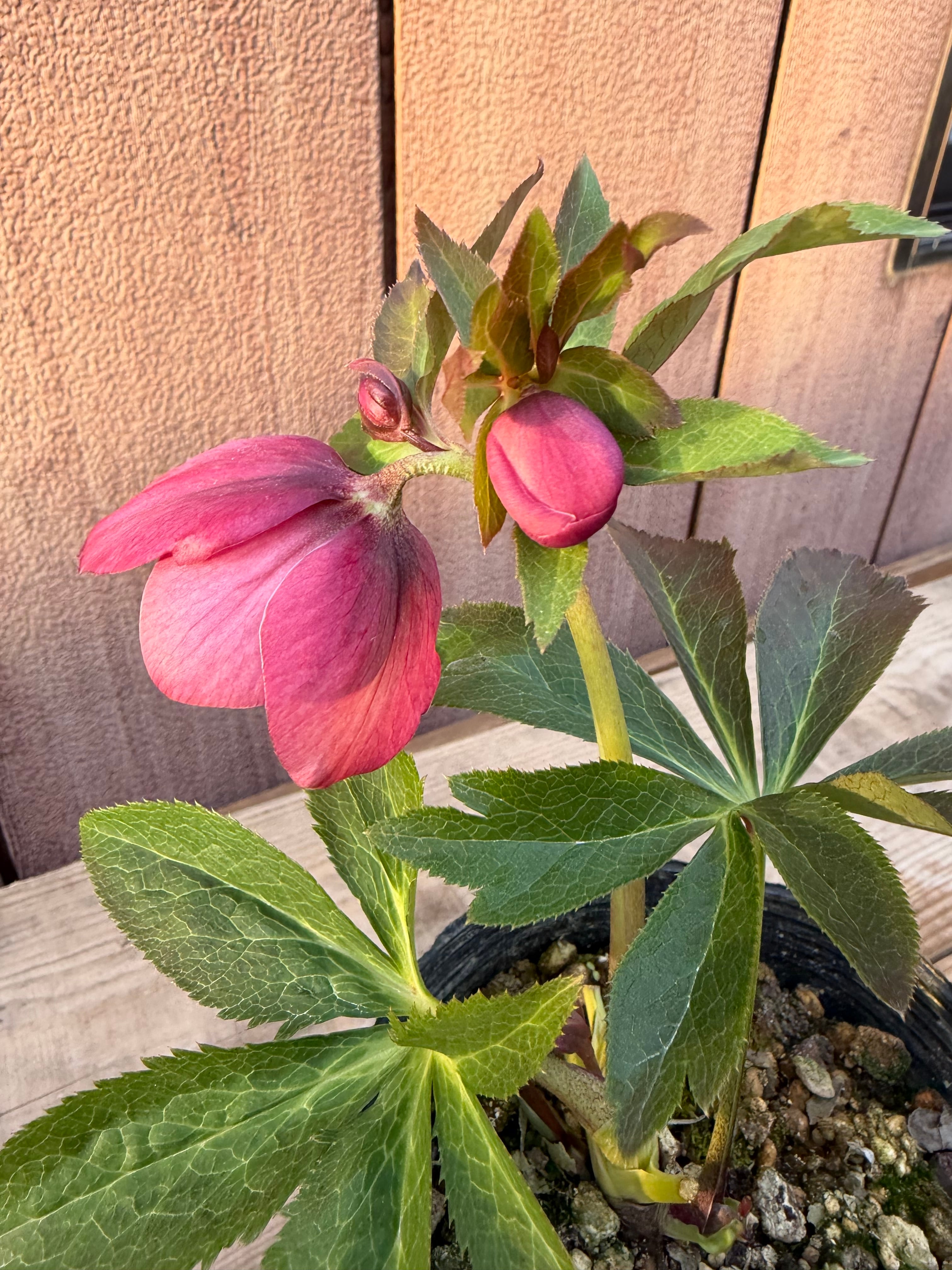 ショコラ 髙正園 クリスマスローズ【Ta01】送料無料 | あしかが