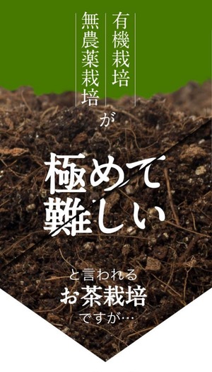 オーガニック緑茶 煎茶 ティーバッグ 30袋セット 農薬不使用 化学肥料不使用