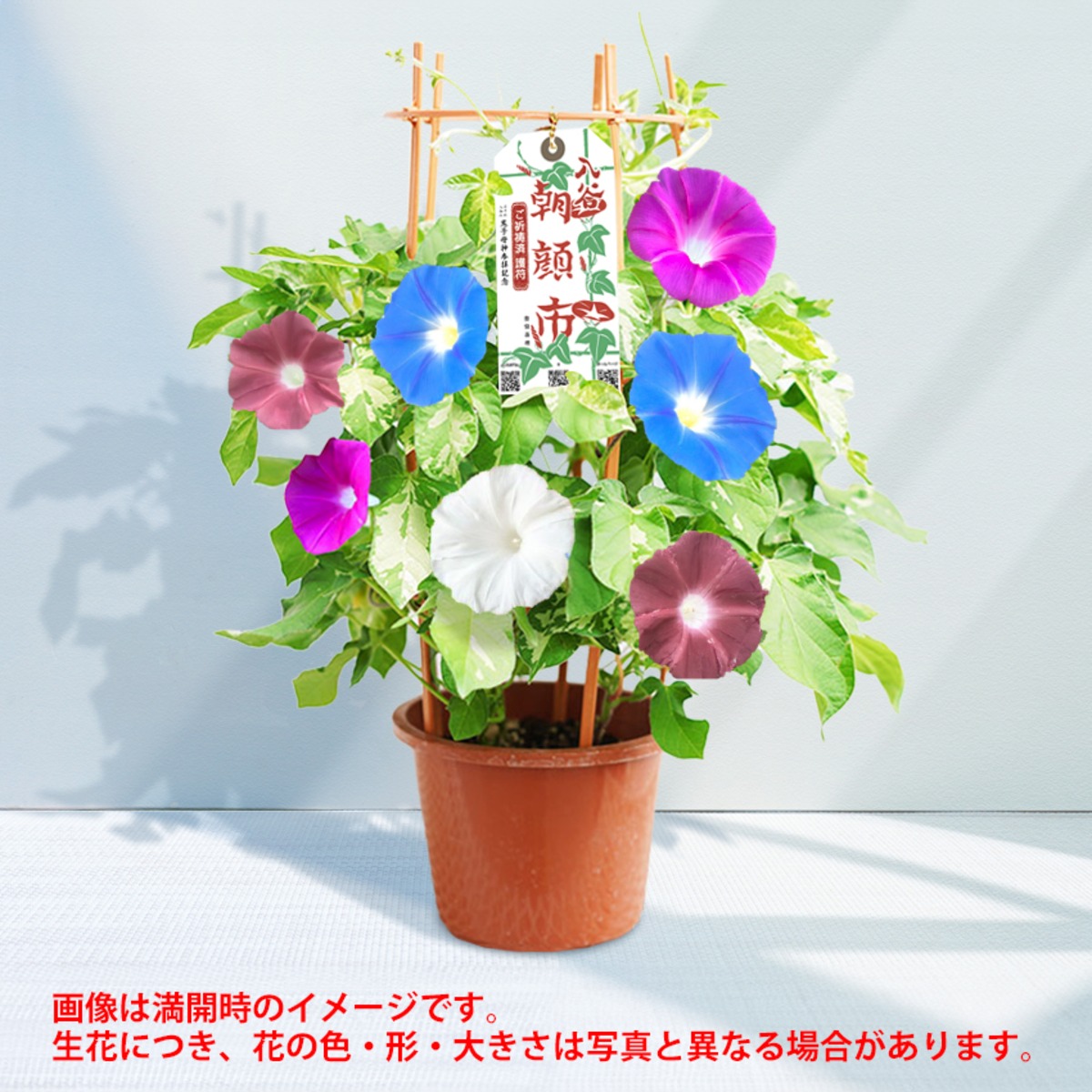 51924f0b2b346d5c578a0763381741