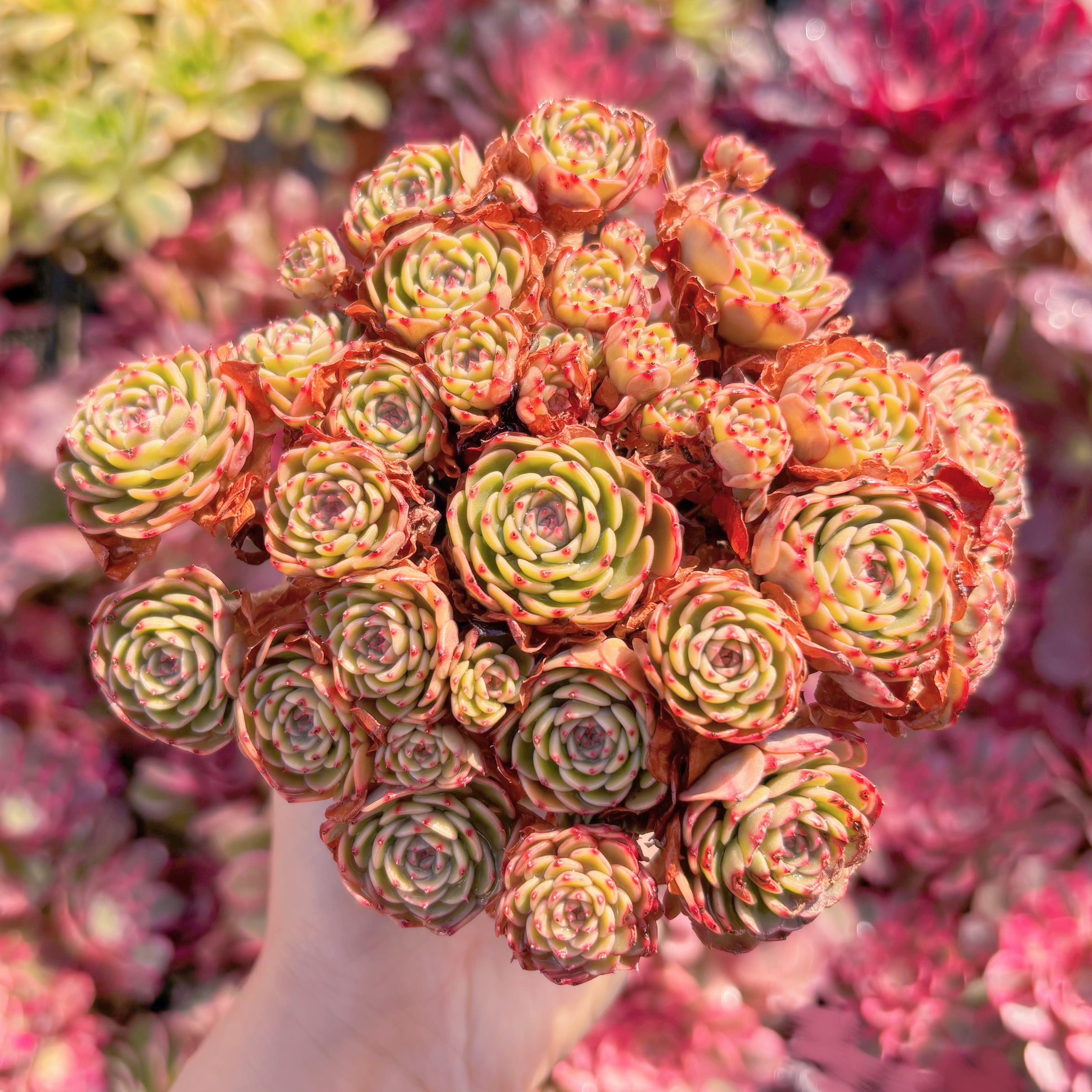 現品　シュガーベイビー#M091　新入荷　るる農園