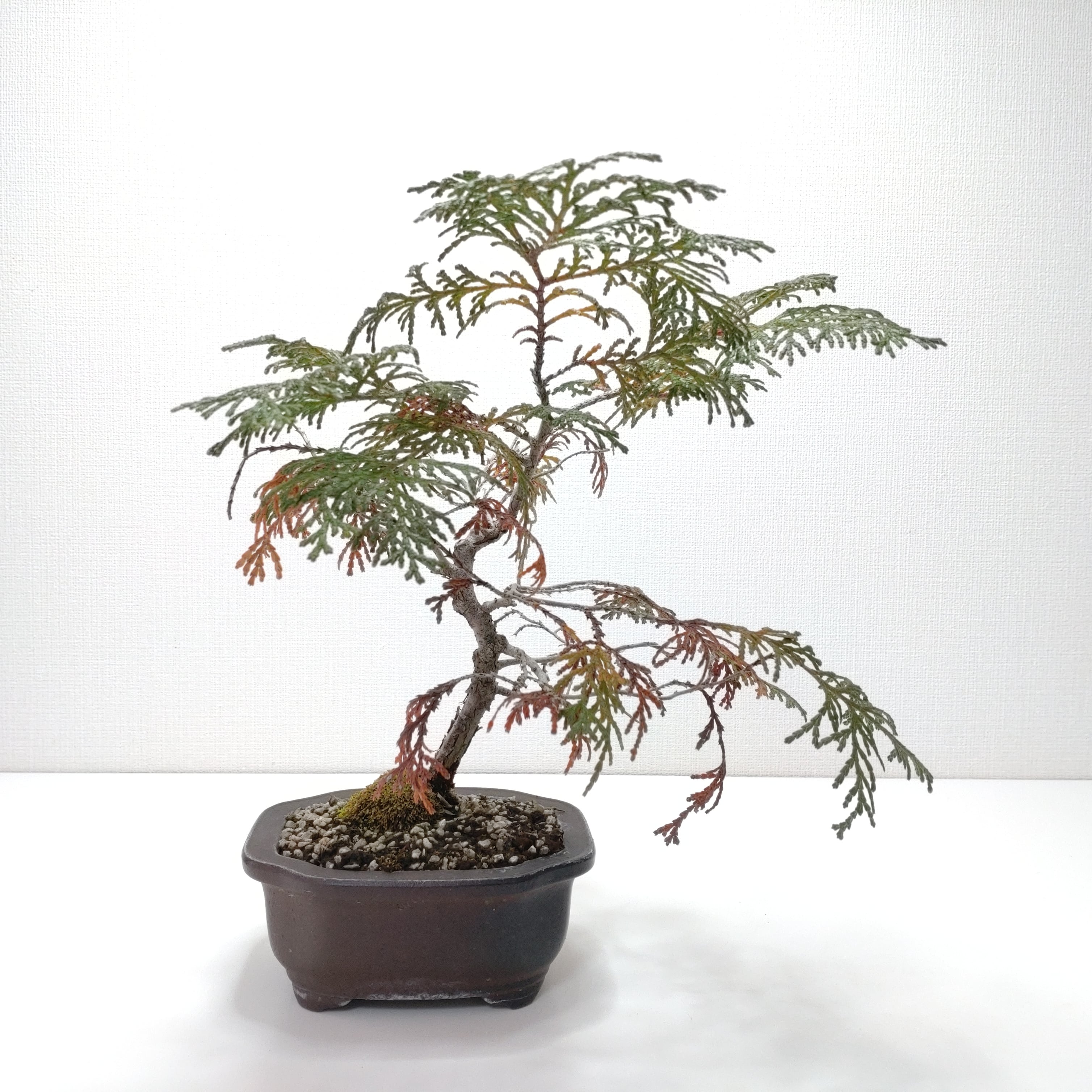 檜（ヒノキ）盆栽 SS004 | 盆栽創【Bonsaisou】