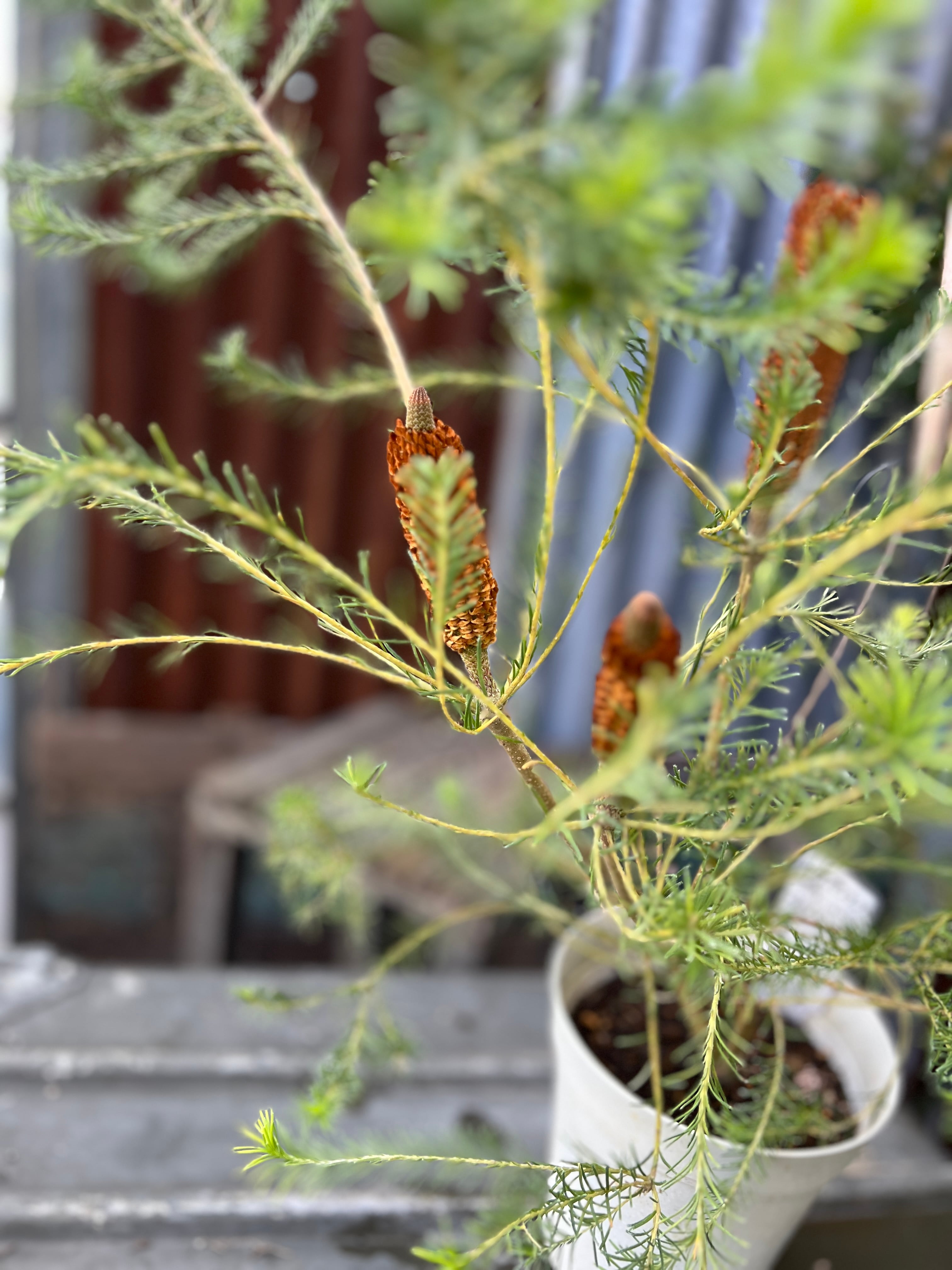 バンクシア　ヒース1 ヒースバンクシア① | 沼ノ上農園