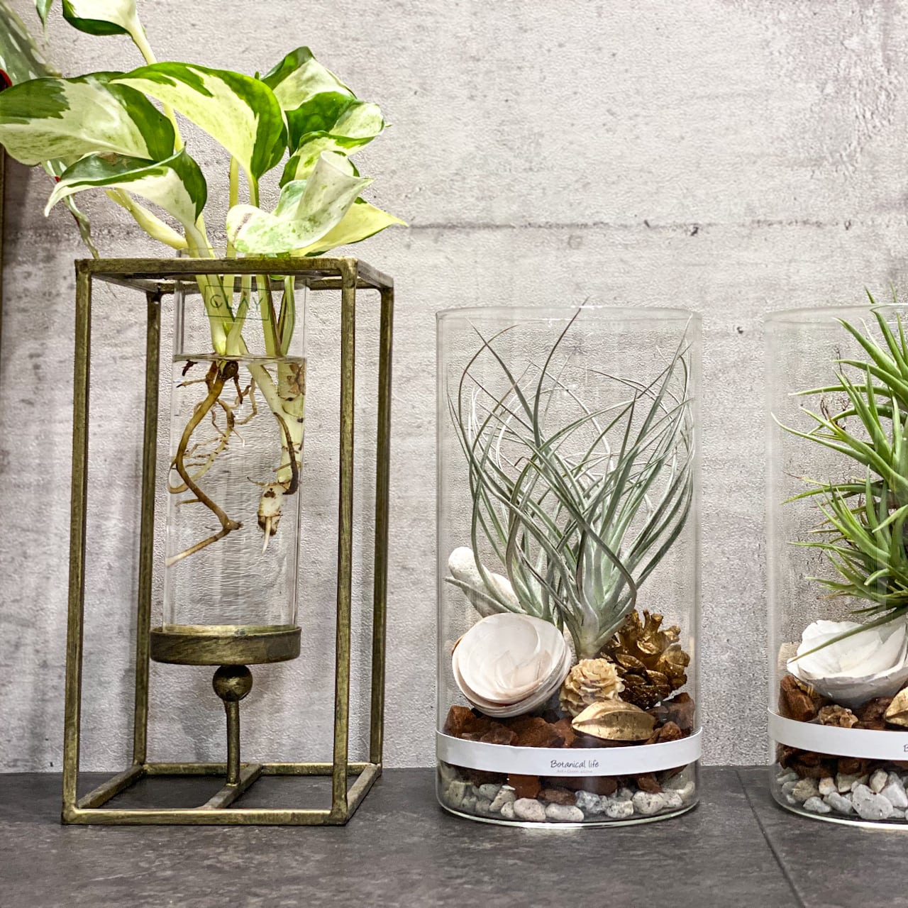 モダンなのにらくらくオシャレな観葉植物の水耕栽培 < L Size