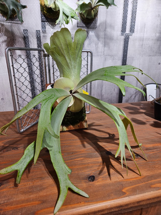 P.willinckii Indo cv. White【artPLANTs/PLANTS GARAGE 】ビカクシダ/Platycerium