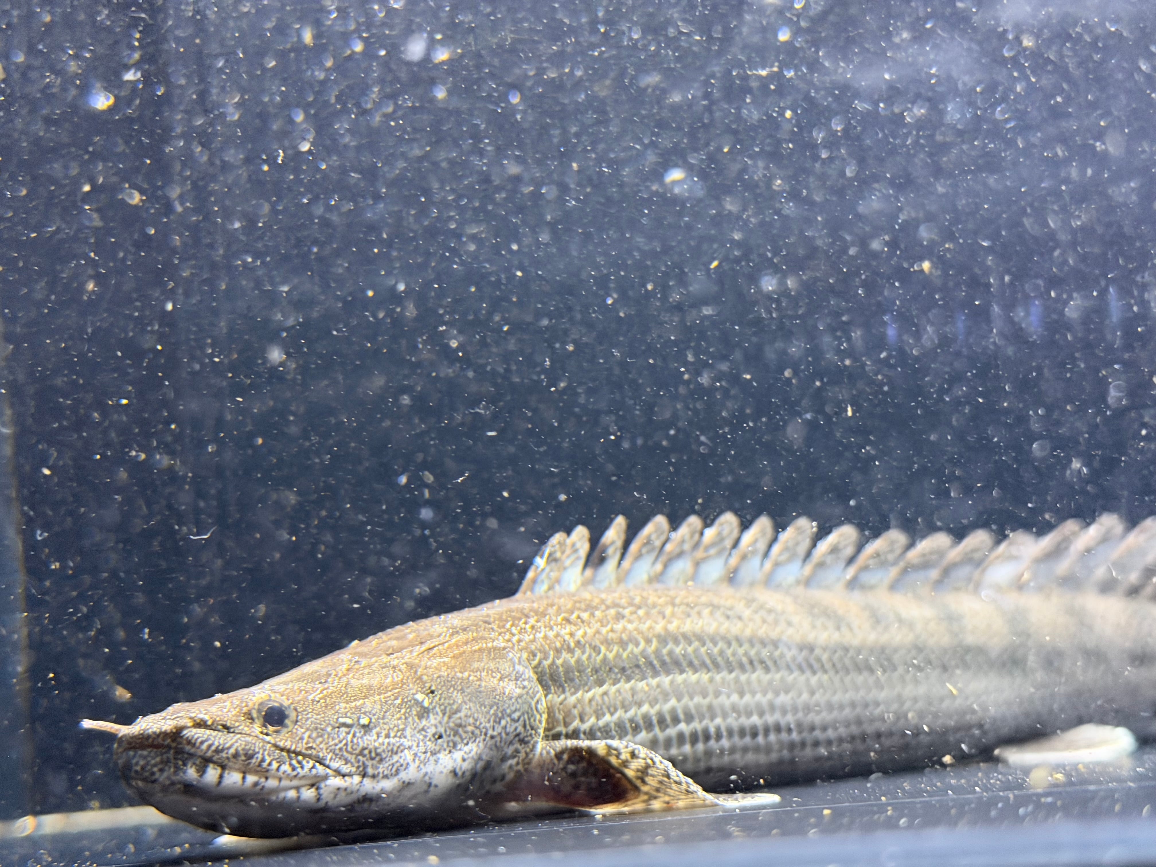 ALL ITEM | アフリカ熱帯魚専門店わいるどもん