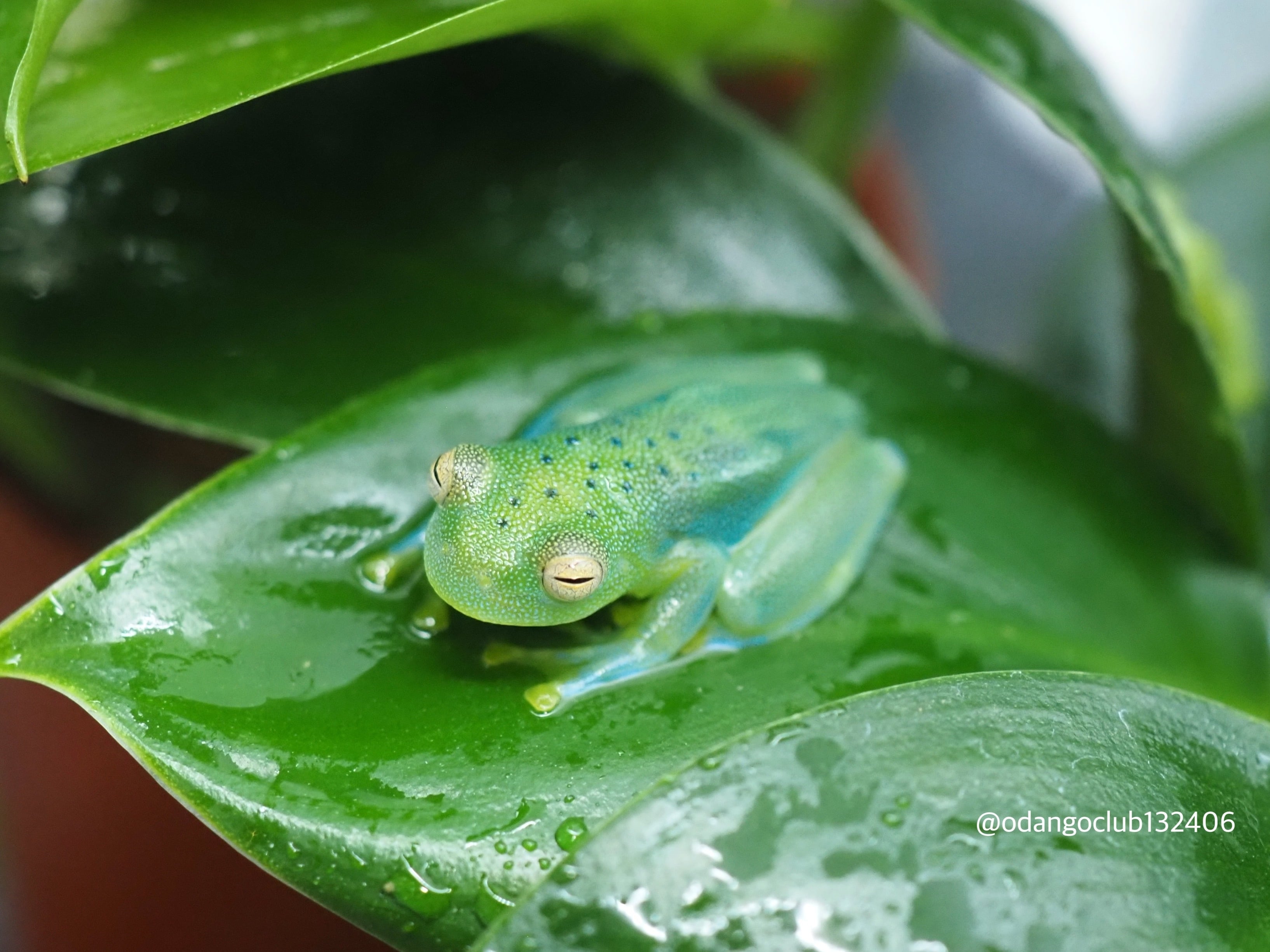 パワーズフクラガエル 1匹 カエル | おだんごくらぶ パワーズフクラガエル 1匹 カエル | おだんごくらぶ