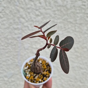 Sサイズ27〚フィランサス・ミラビリス〛Phyllanthus Mirabilis 塊根植物 コーデックス ポット発送