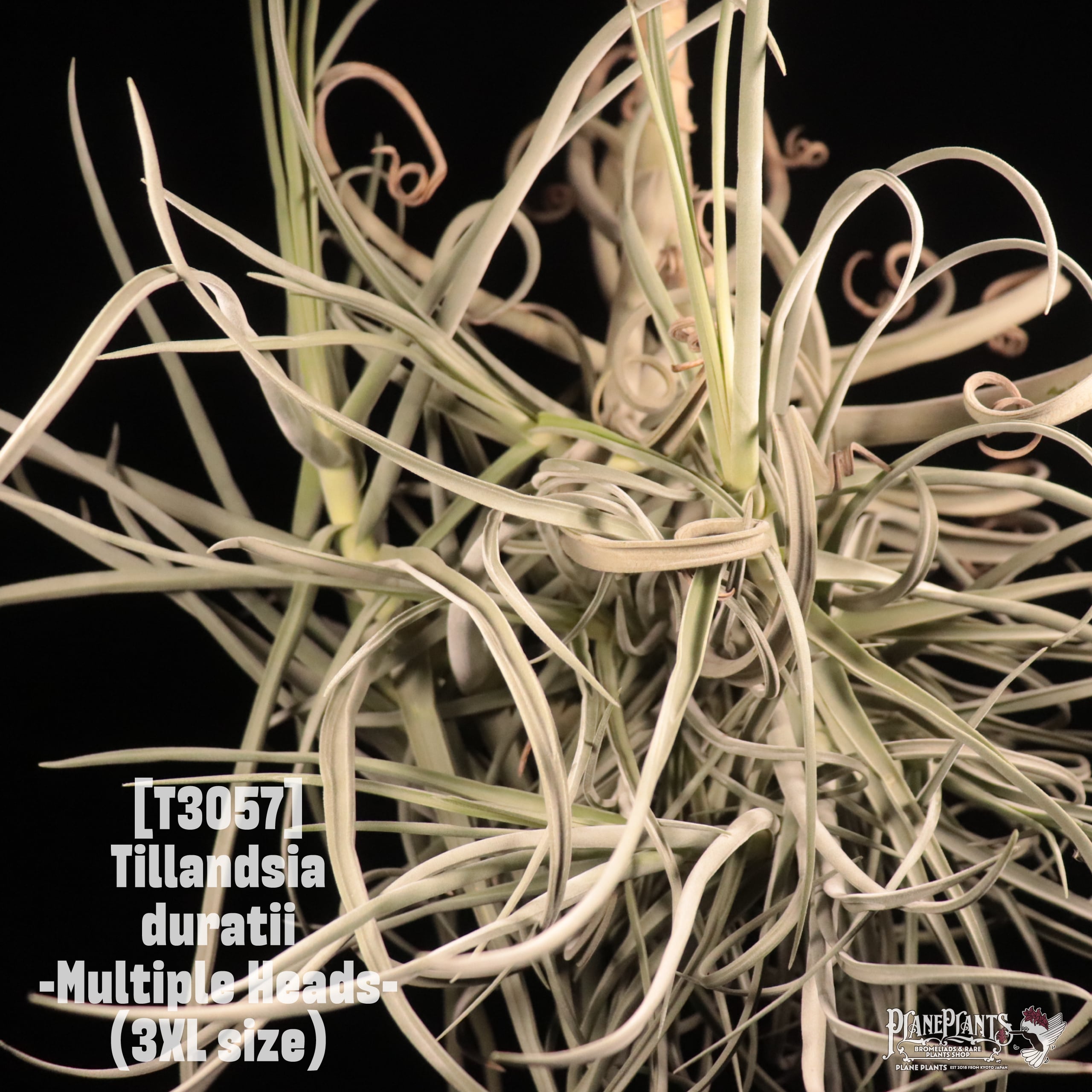 送料無料】duratii 3XL -Multiple Heads-〔エアプランツ〕現品発送