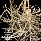 【送料無料】duratii 3XL -Multiple Heads-〔エアプランツ〕現品発送T3057