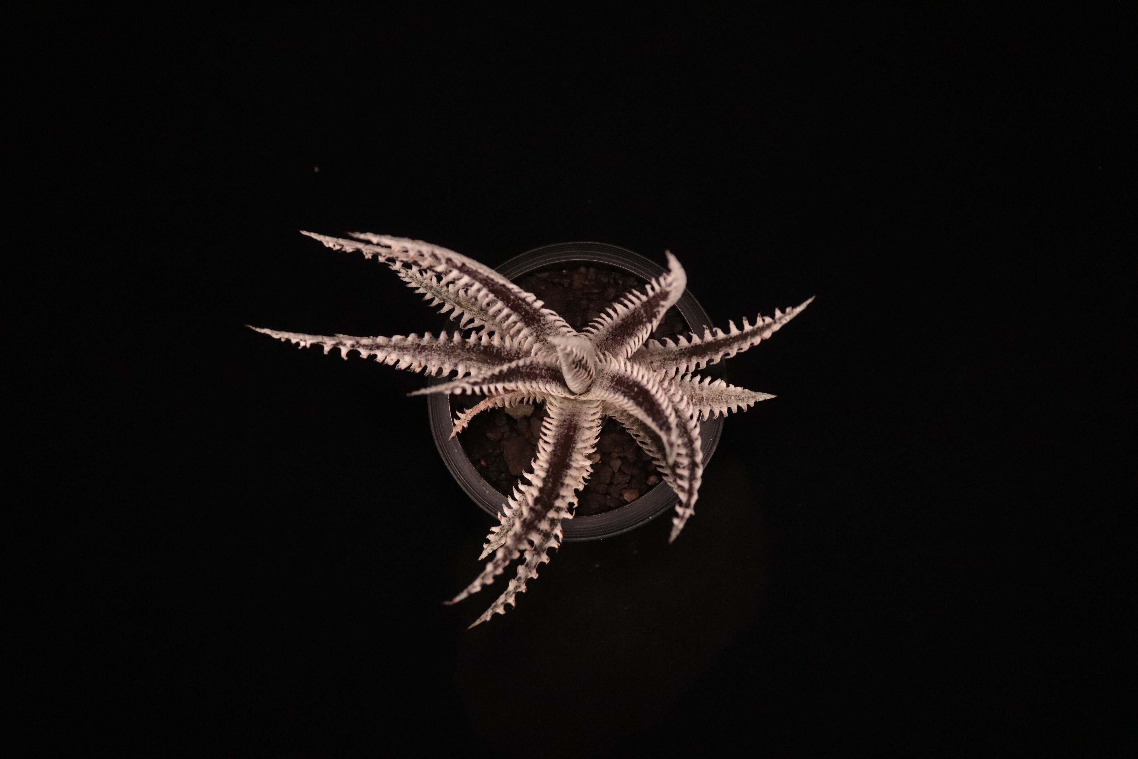 送料無料】Dyckia 'All Star'〔ディッキア〕現品発送D484-4 | plane plants