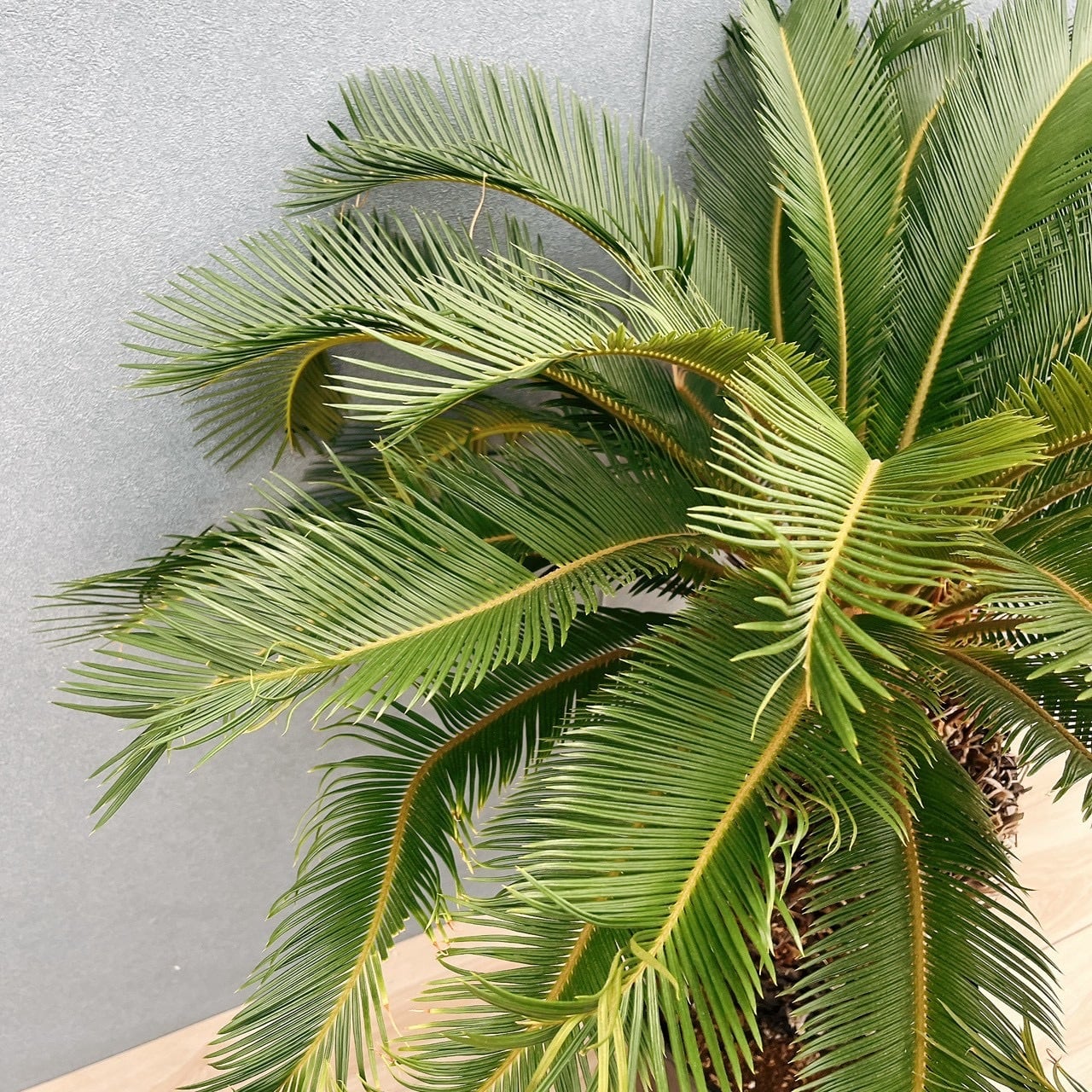 現品］存在感抜群！ 63番 ソテツ 10号 観葉植物 大型 屋外 綺麗 幹太