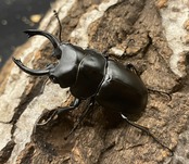 【WD】《プラティノータツヤクワガタ 42mmUP ペア》