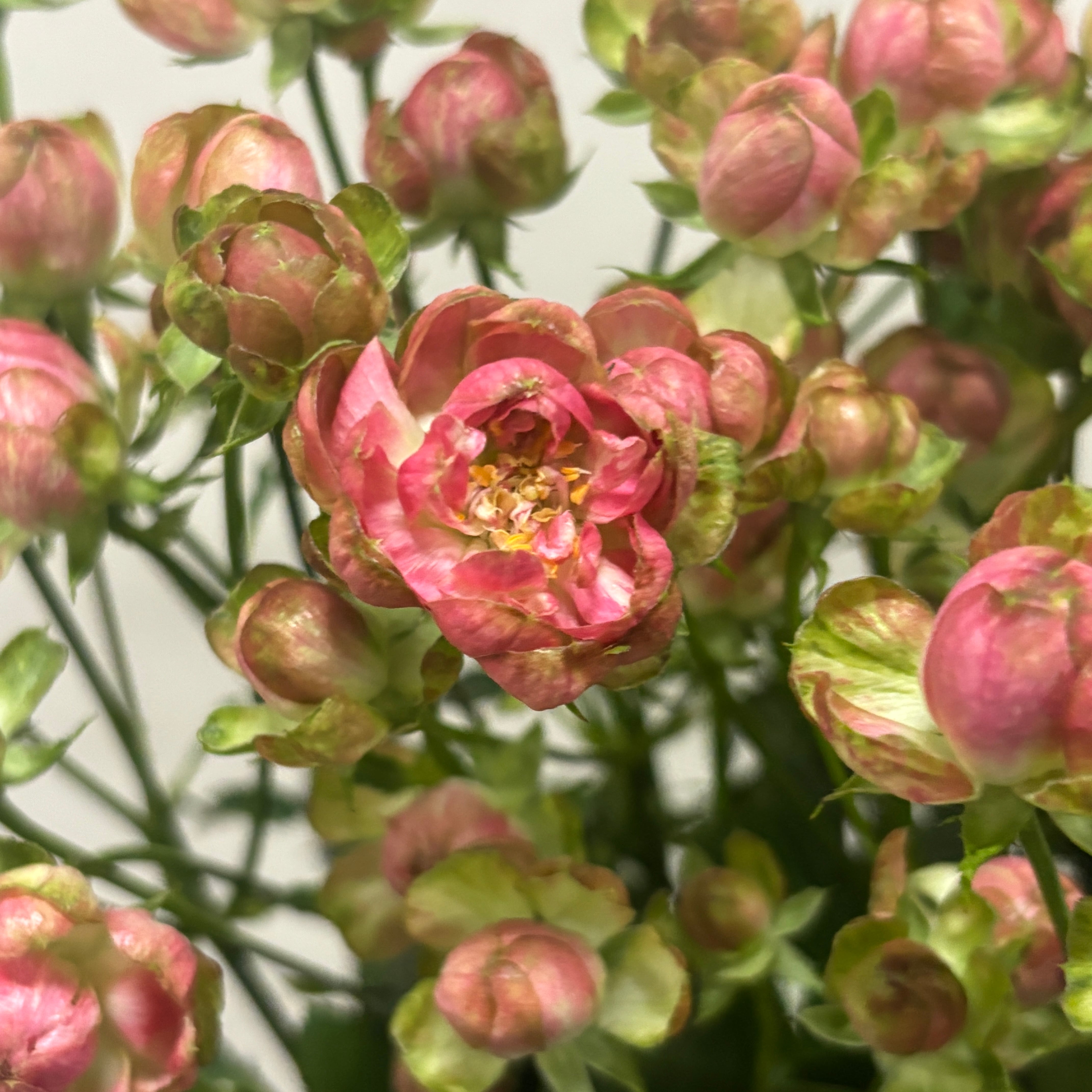FINEROSE 特集 | 新鮮お花問屋 Jp-Farmers.com